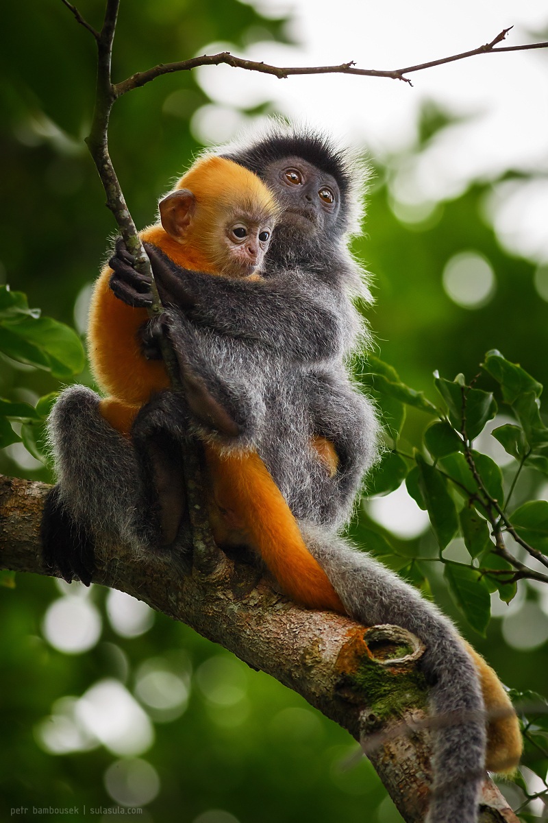 Dusky Entello | Borneo