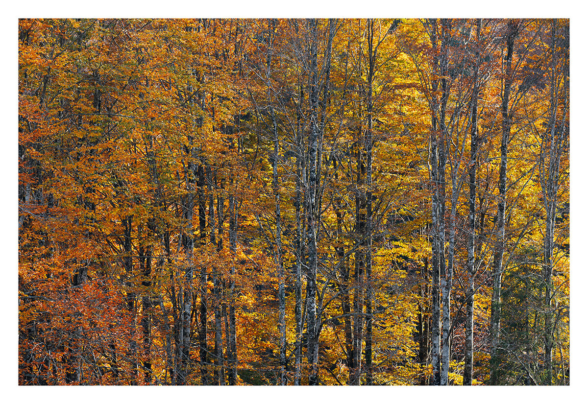 Foresta del Cansiglio