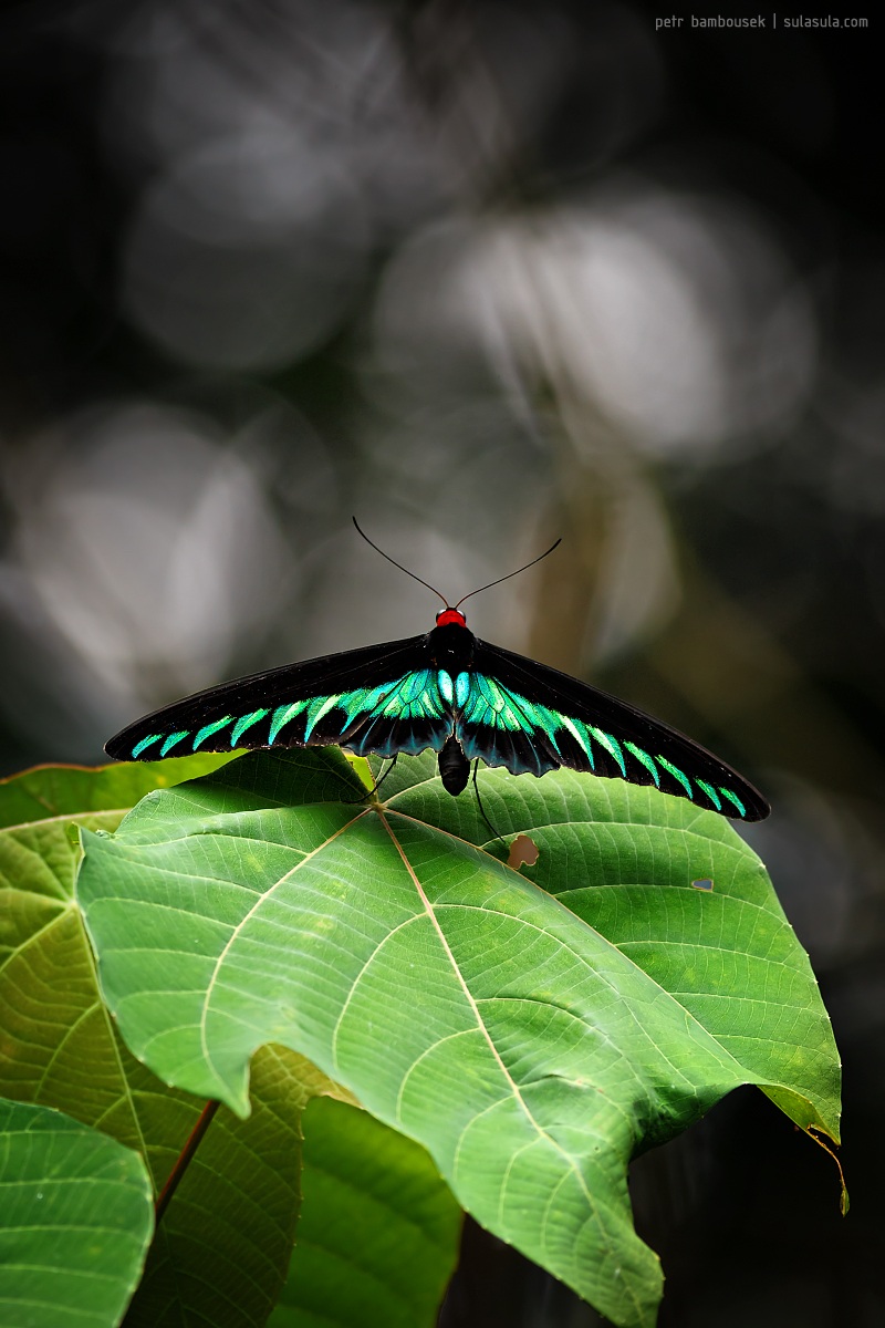 Rajah Brooke Ornitottere | Borneo