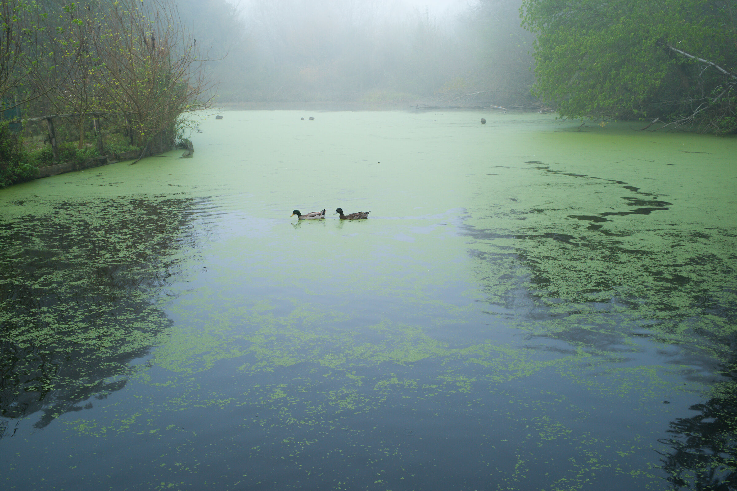 Lo stagno della Cascina Torretta, Parco della Vernavola