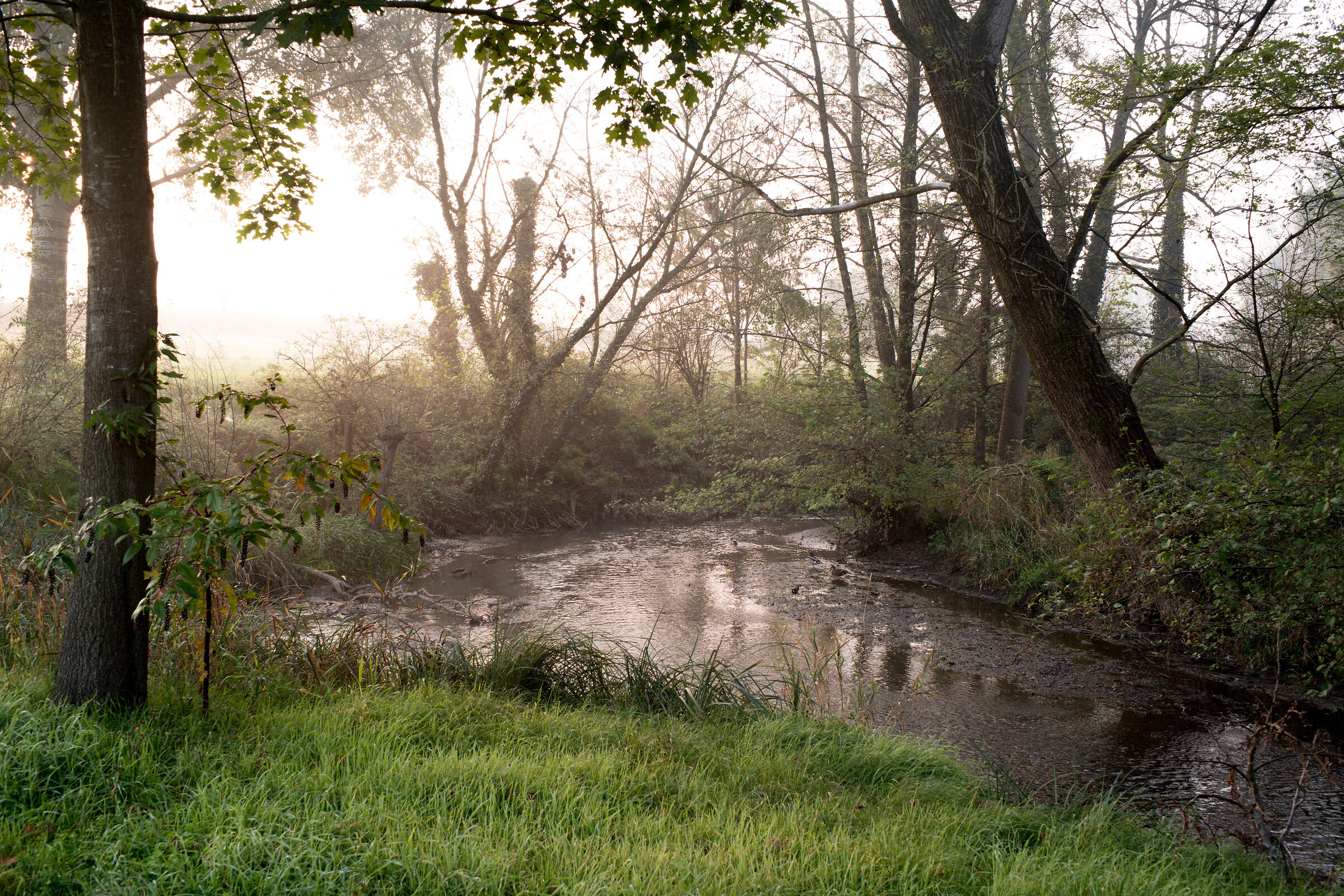 Lungo il ruscello, la luce dell'alba