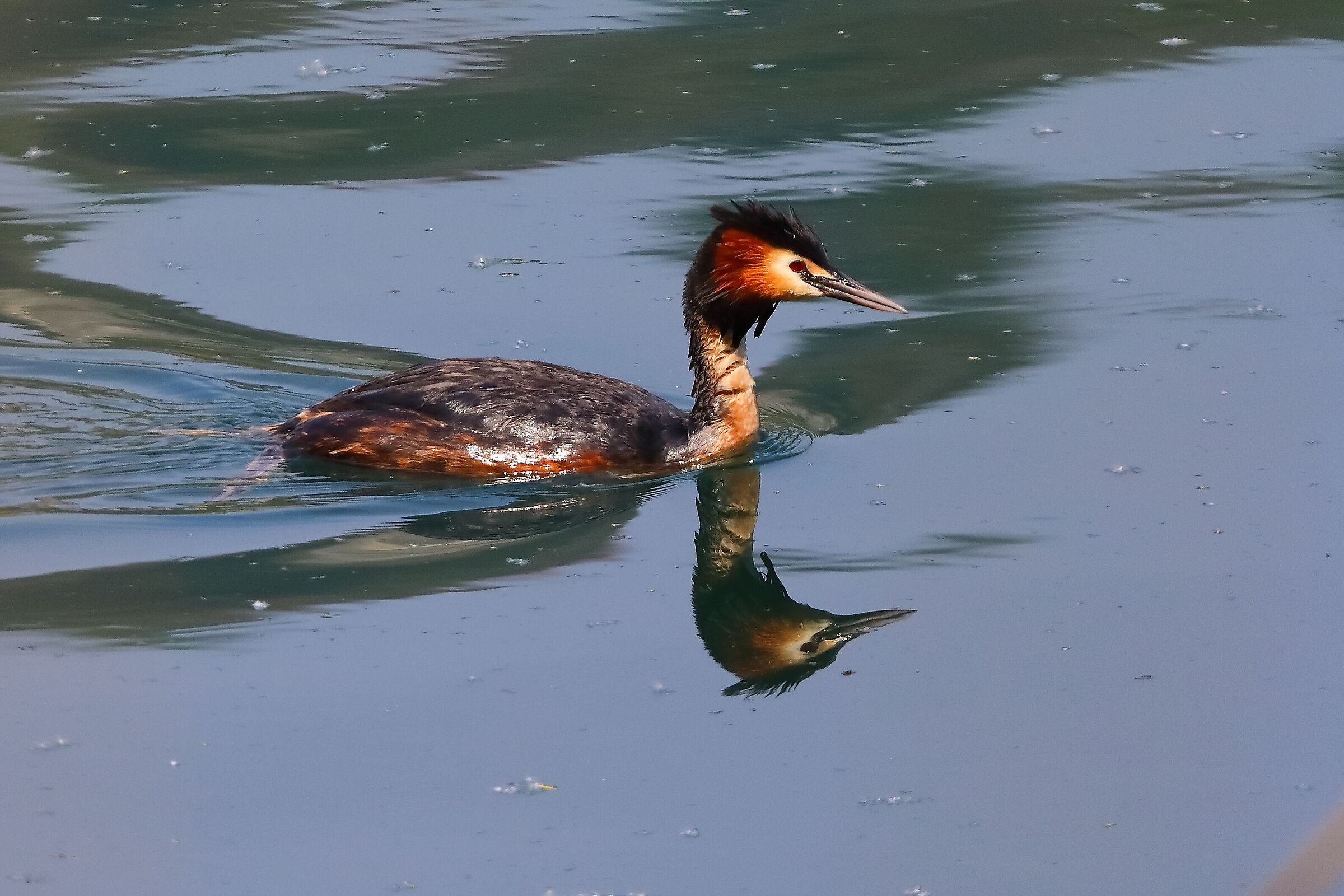 Svasso 09 aprile 2025 - 0090