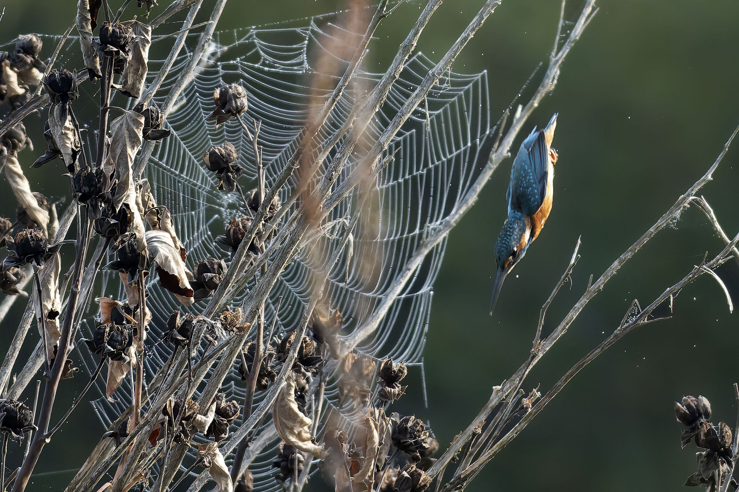 Martino and spider web