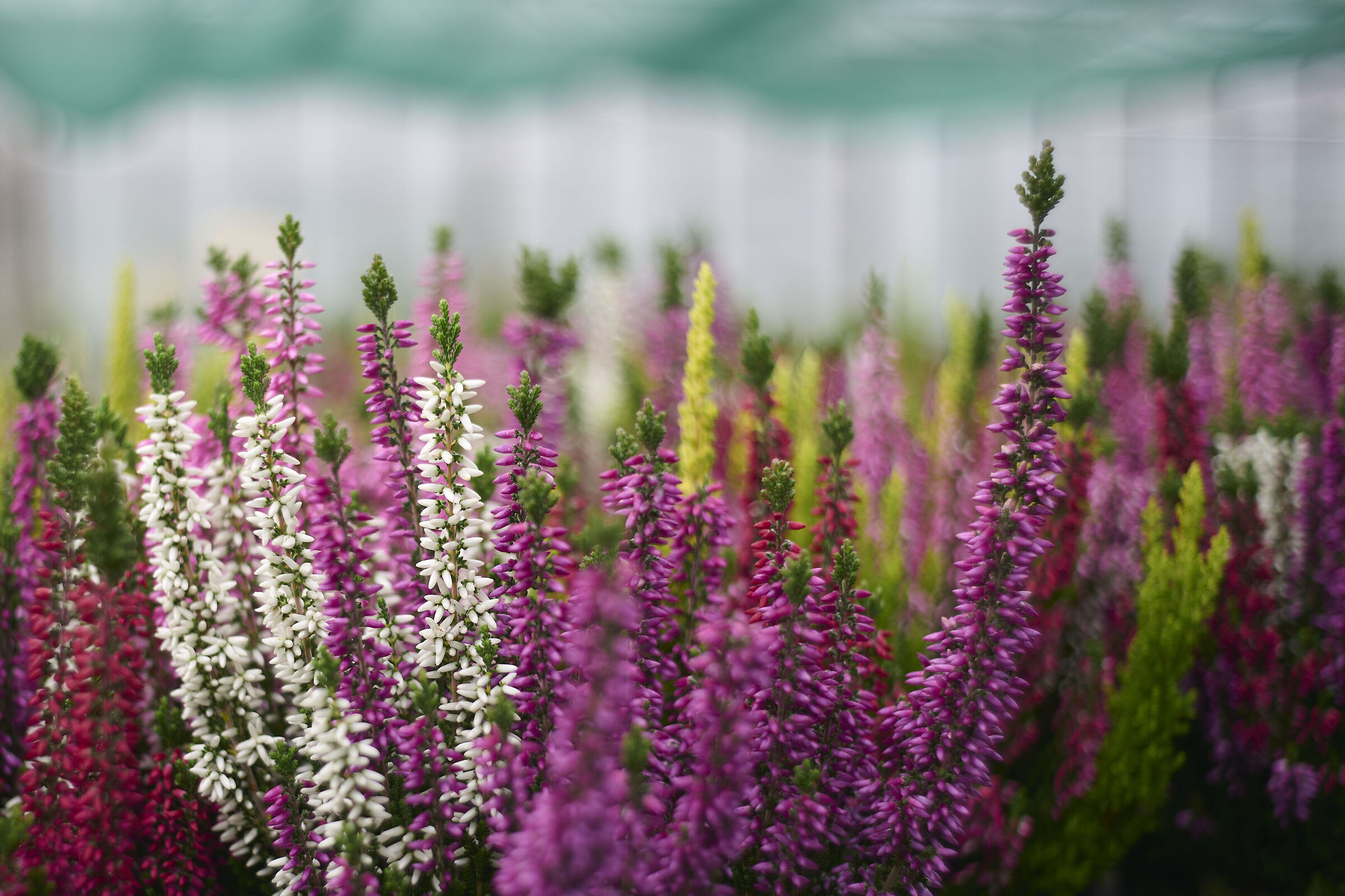 In a market garden