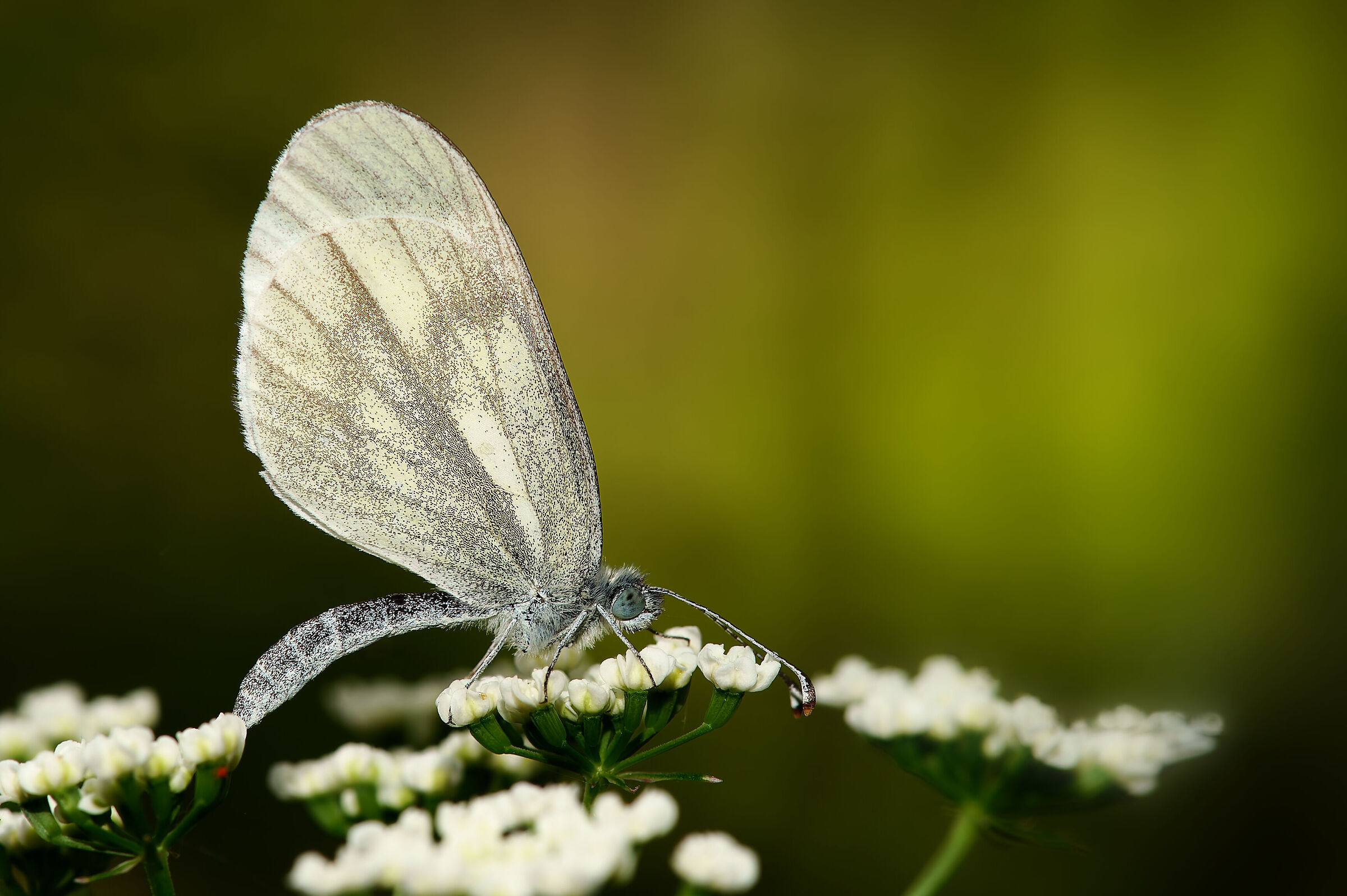 Leptidea sinapis - Val di Gesso