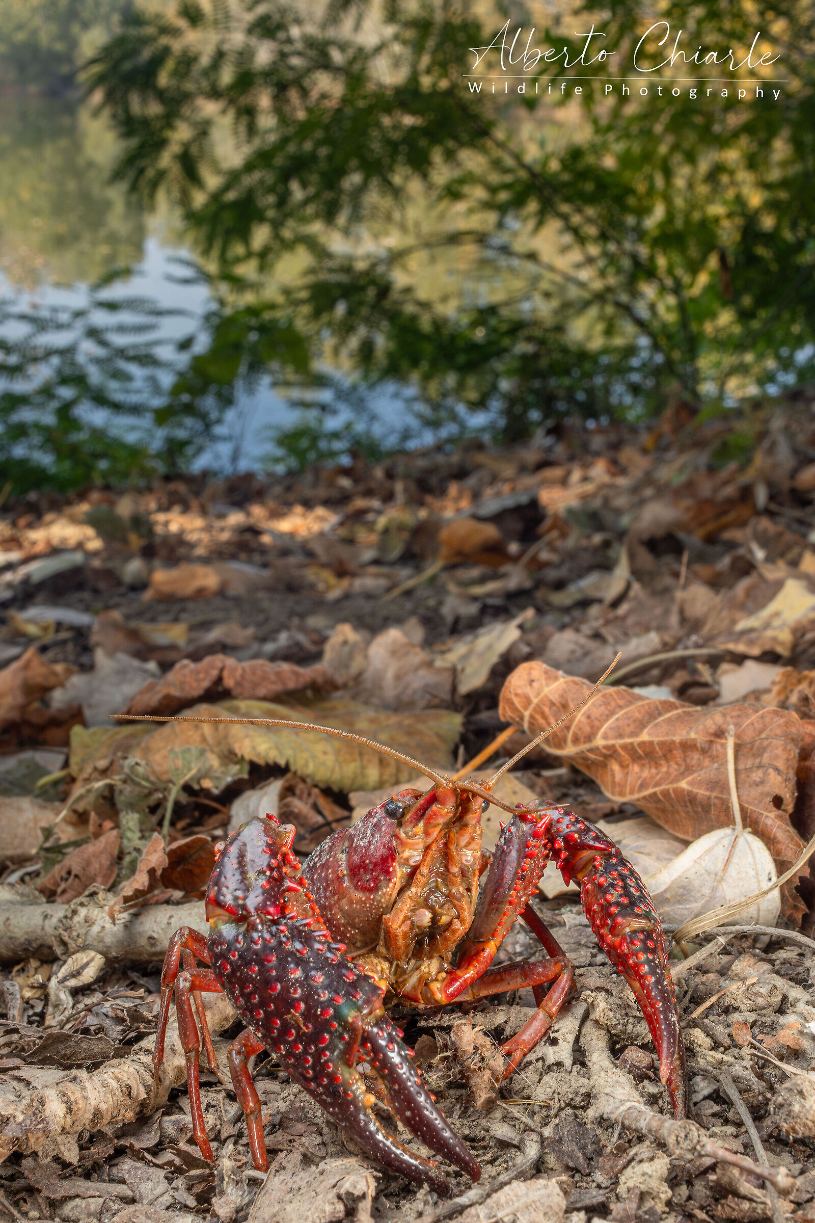 Louisiana Red Shrimp