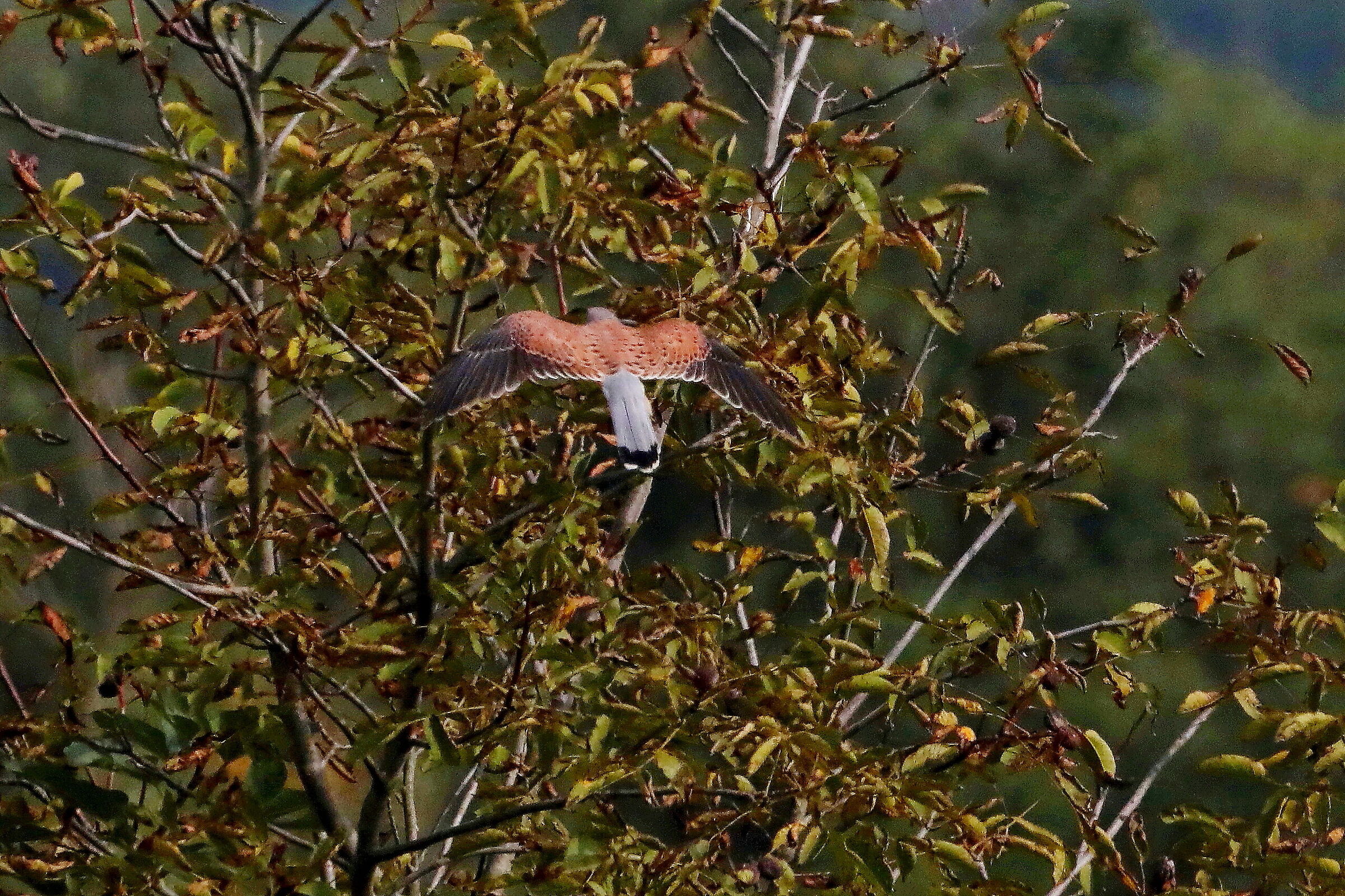 Kestrel coming on roost