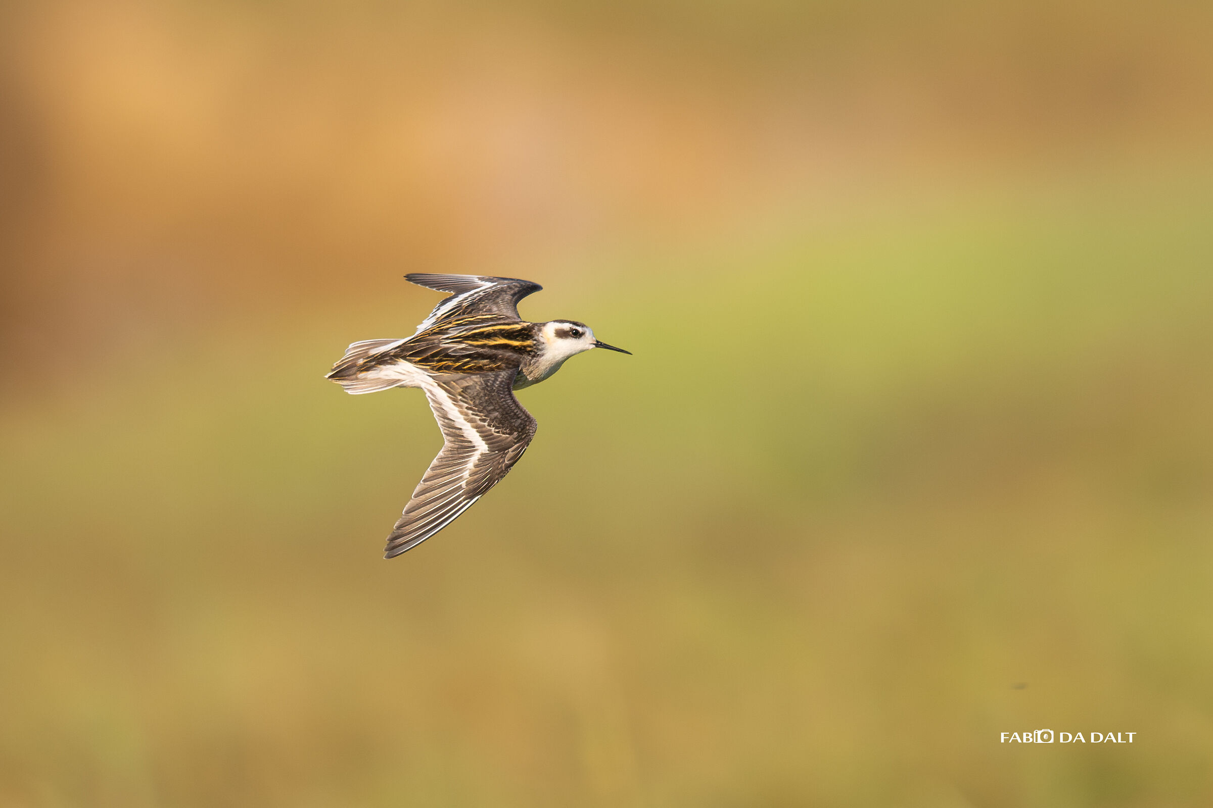 Falaropo Beccosottile