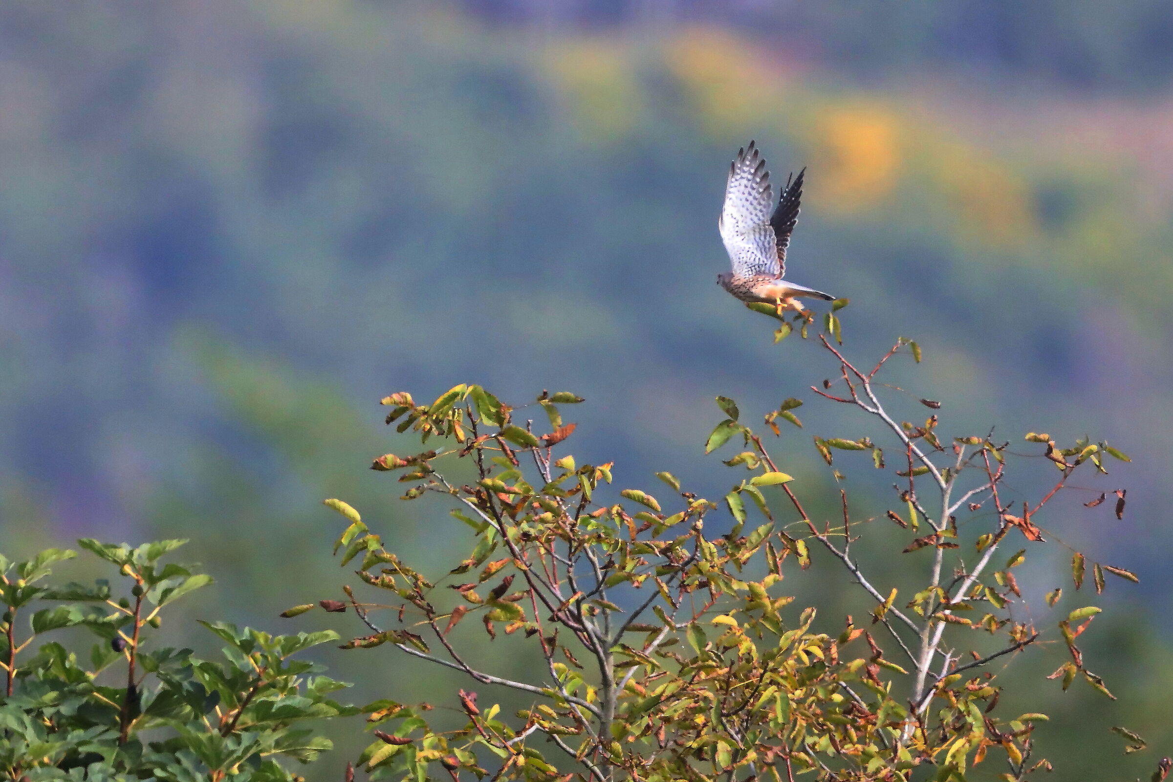 Kestrel flight