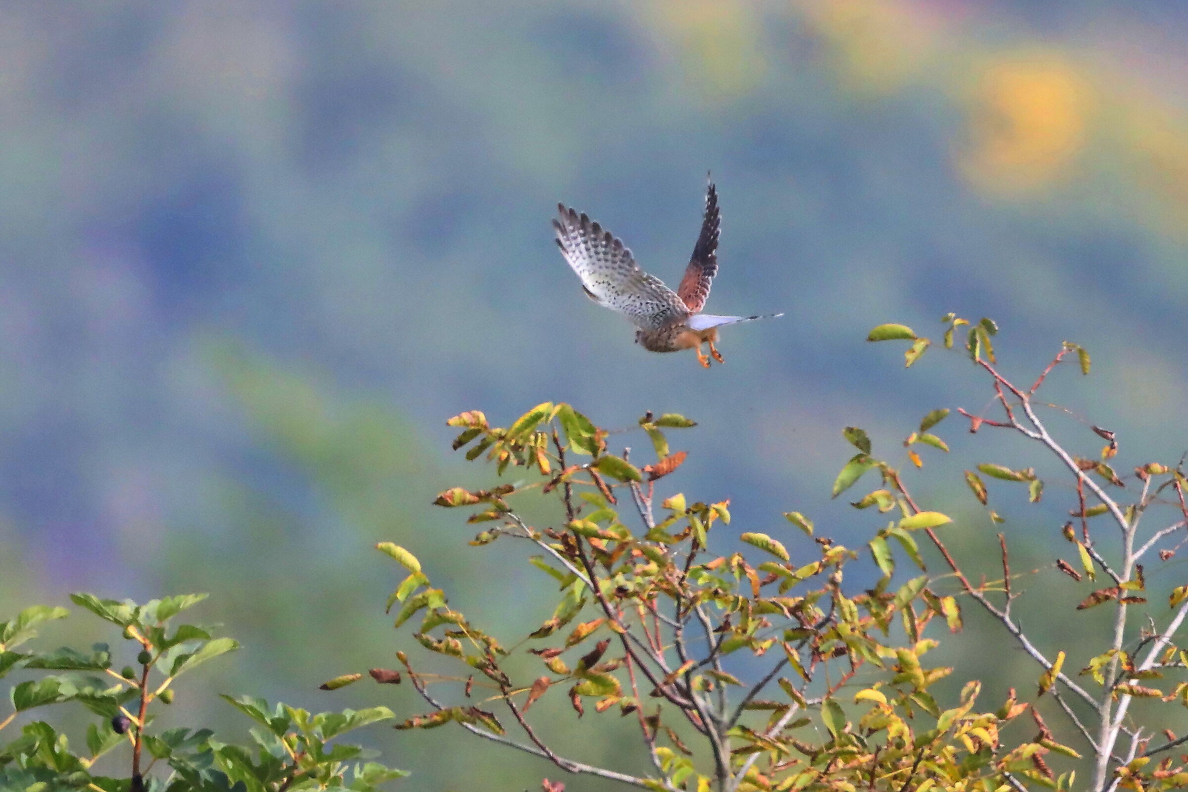 Kestrel flight