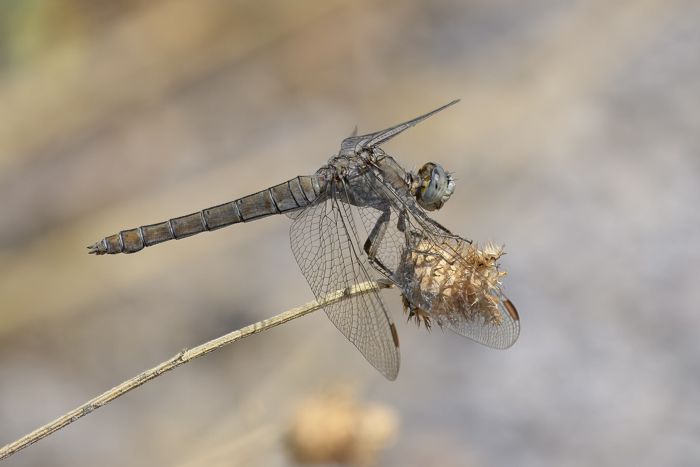 Orthetrum brunneum