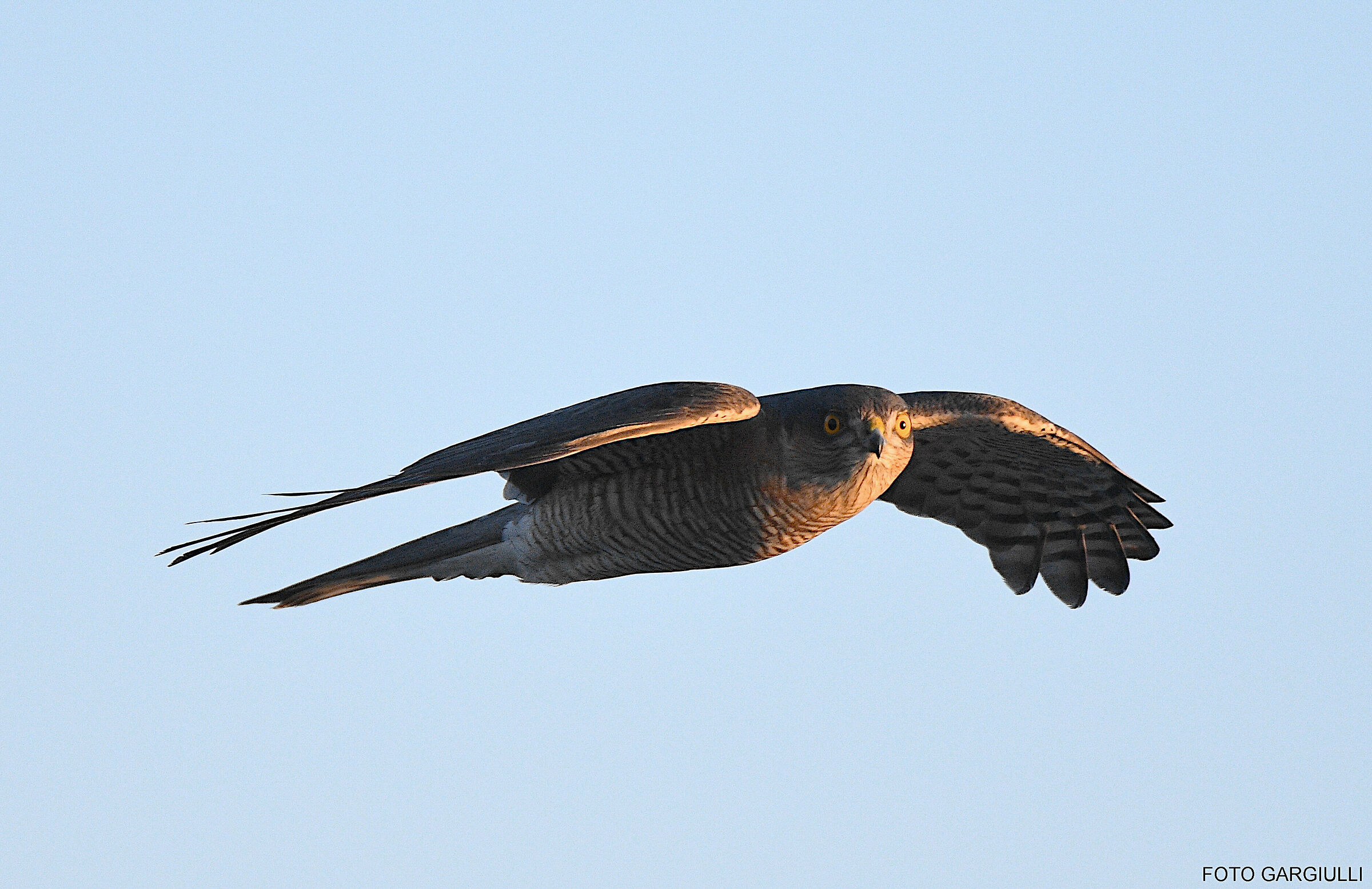 Female sparrowhawk
