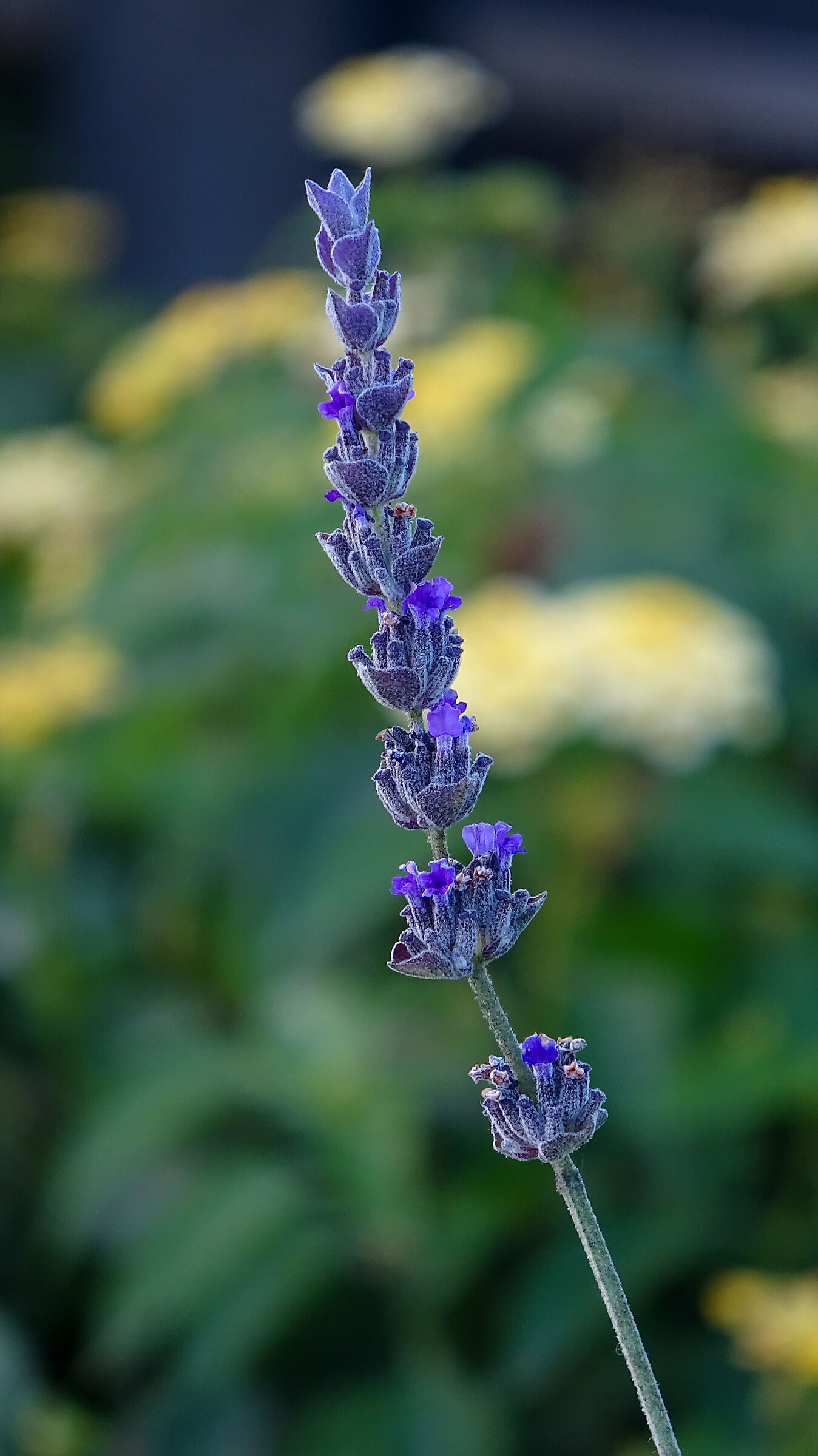 Lavender stem
