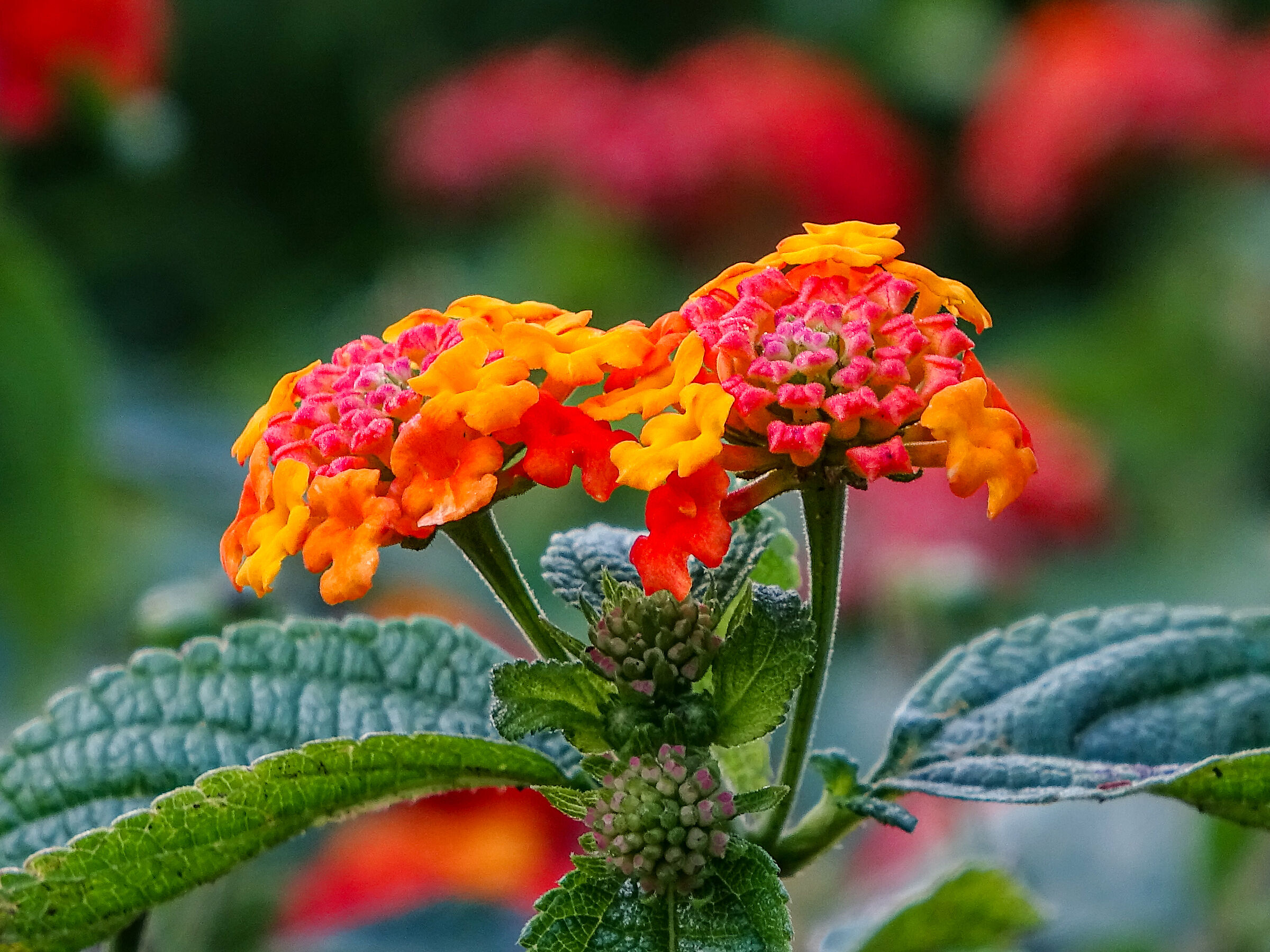 Lantana 1