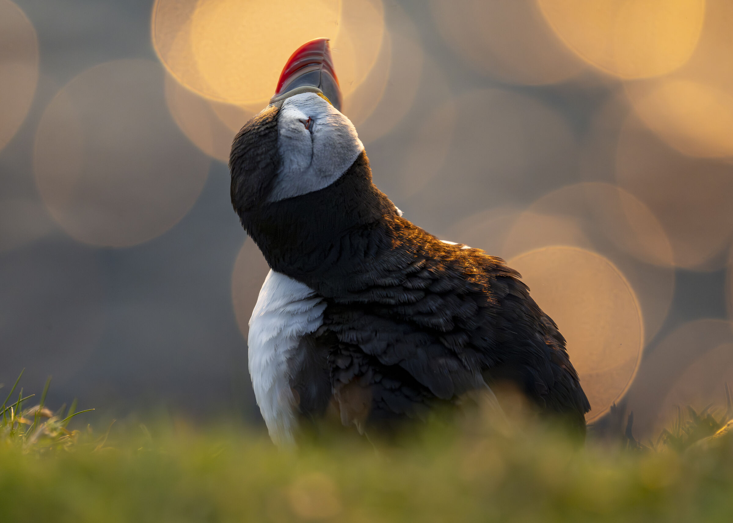 Puffins #6 (The Dreamer)