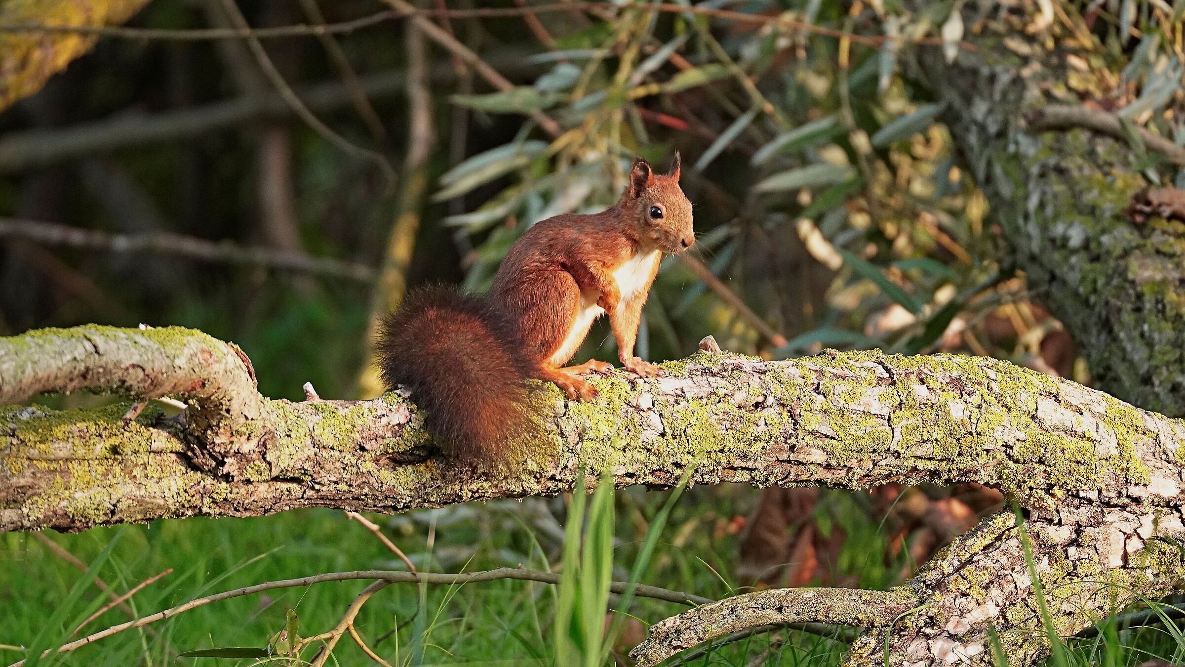 Red squirrel