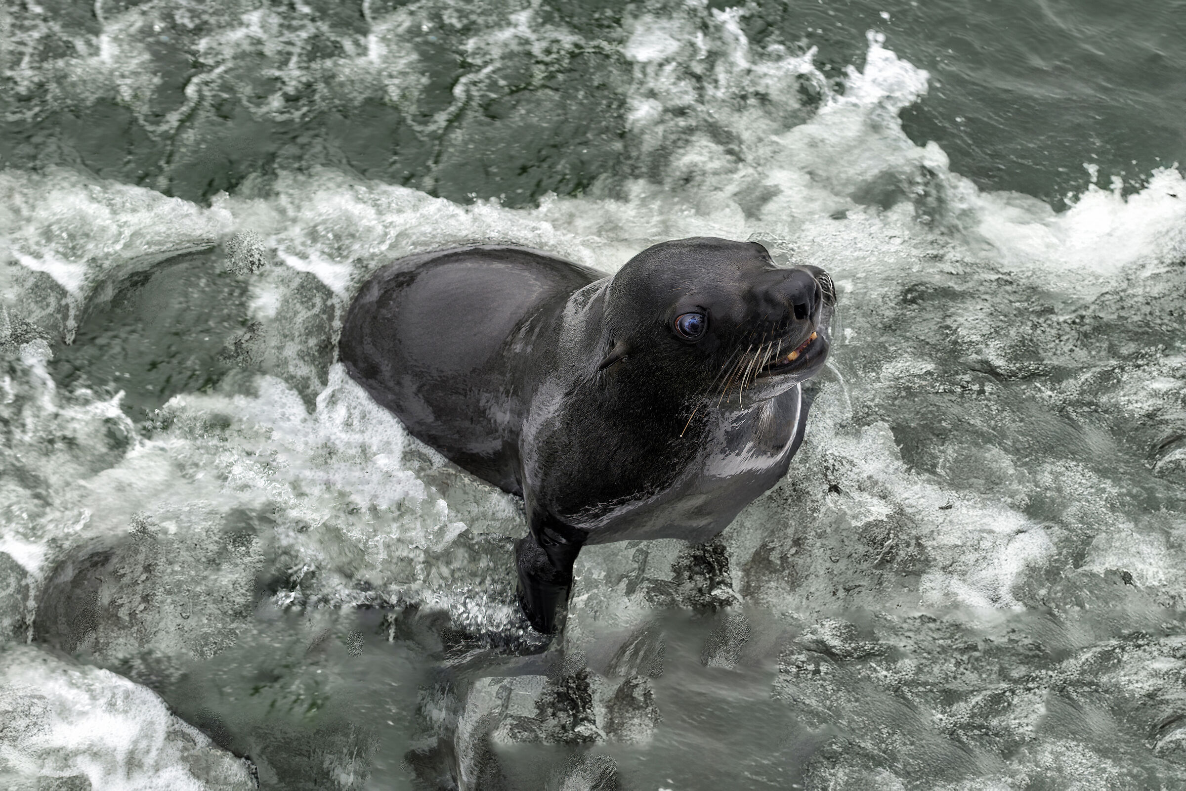 La foca curiosa (ripubblicata)