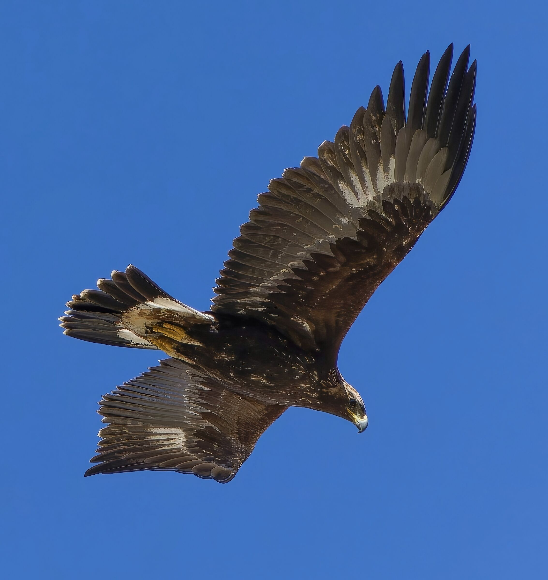 Aquila reale