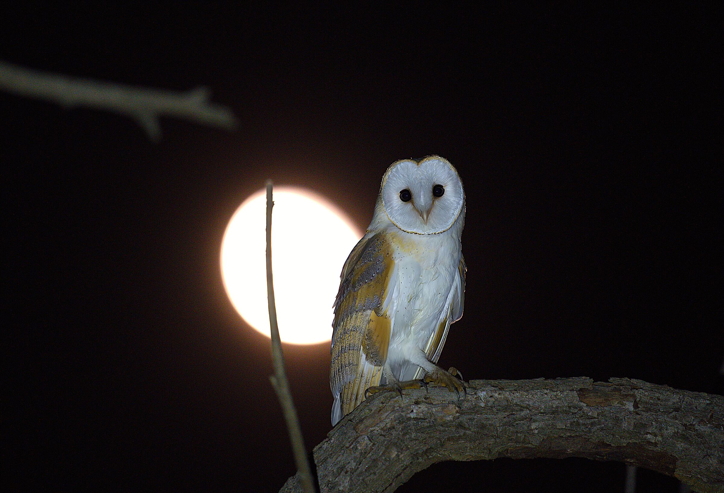 barn owl