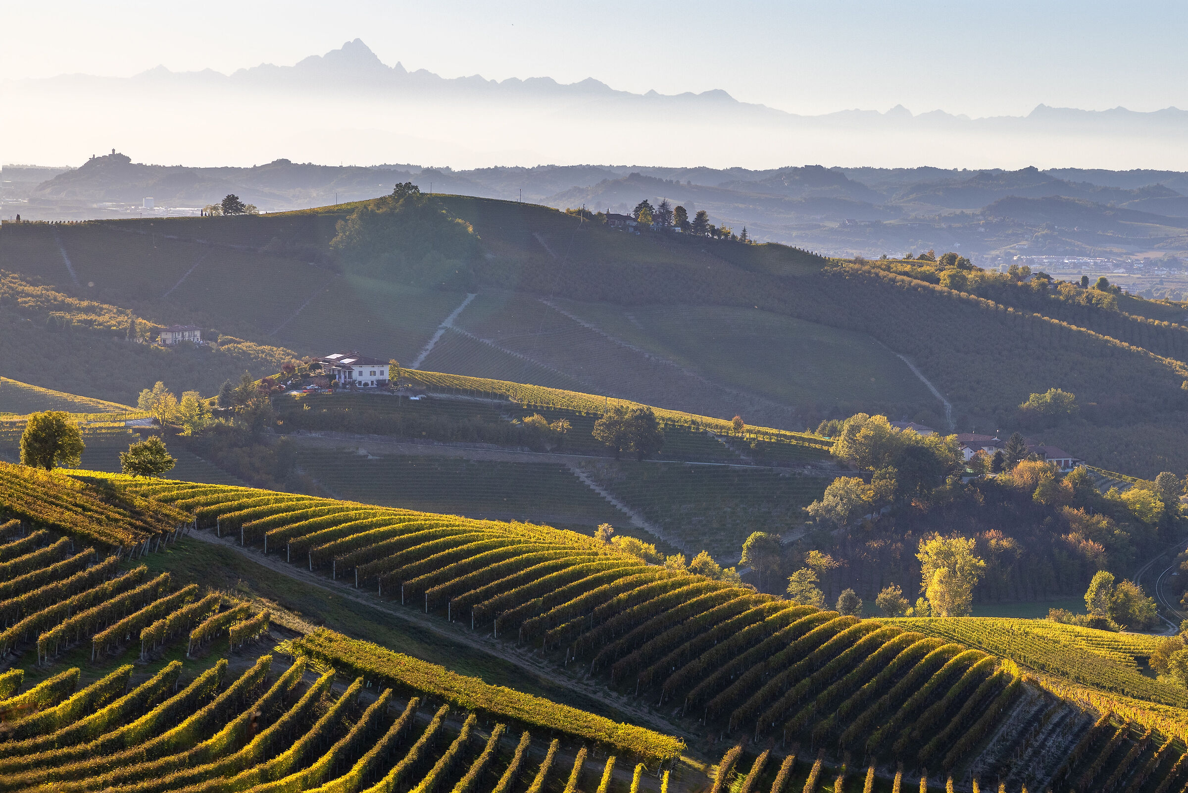 Il paradiso del vino -  Langhe