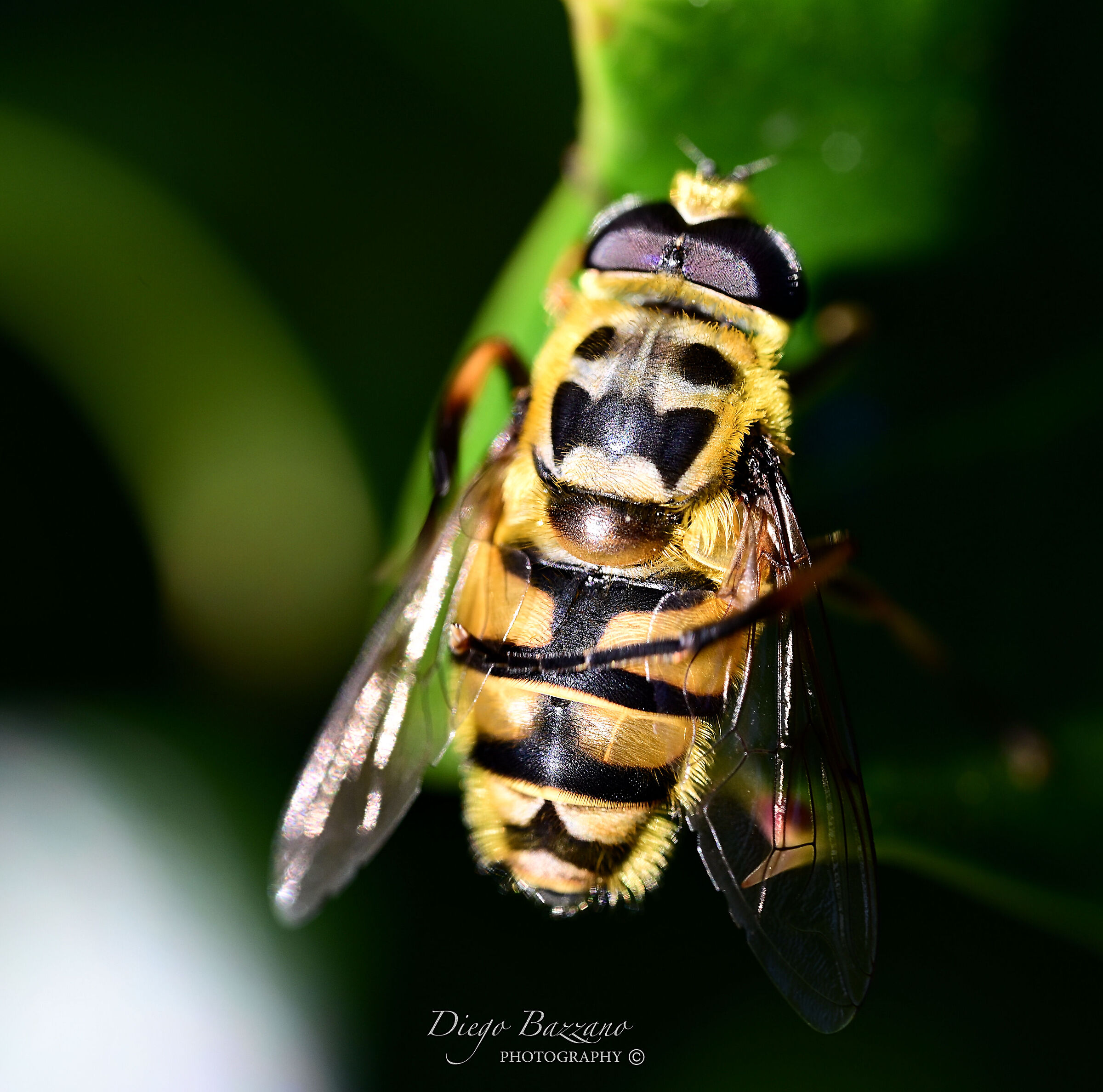 Bee cleaning its wings