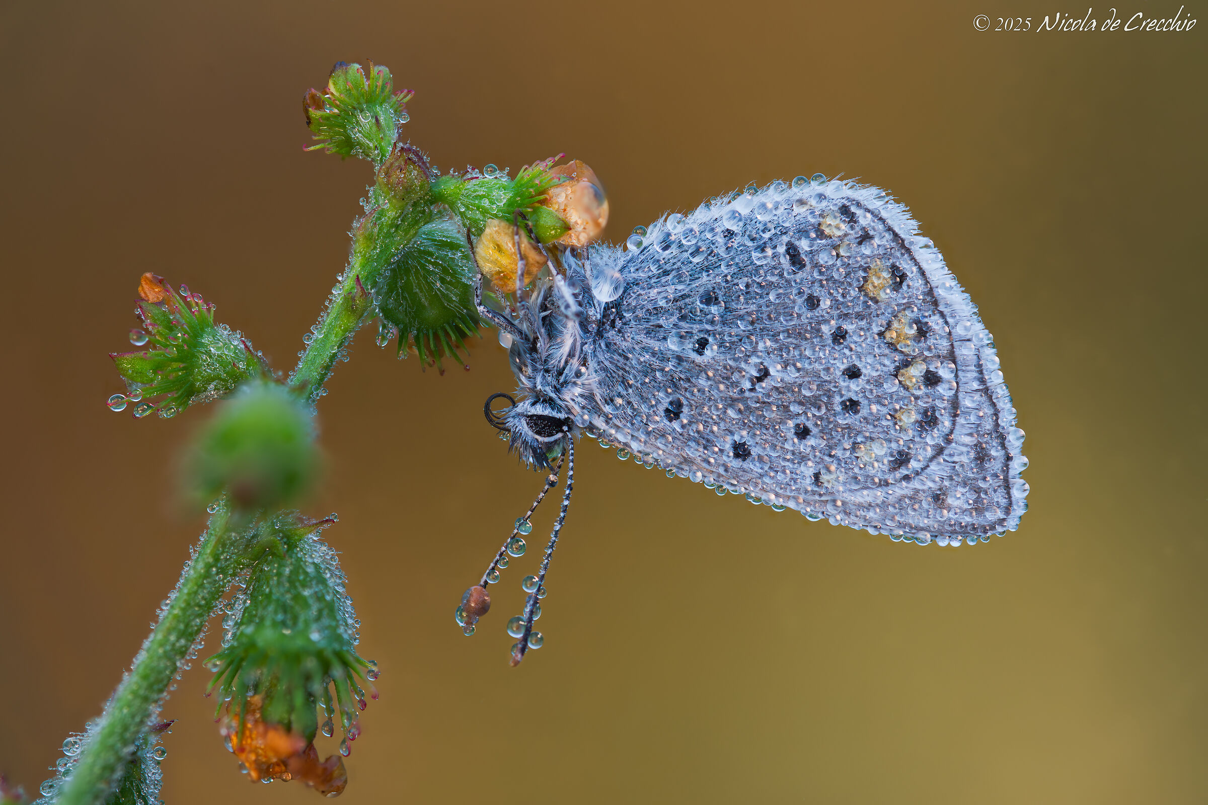 Infinite microlenses