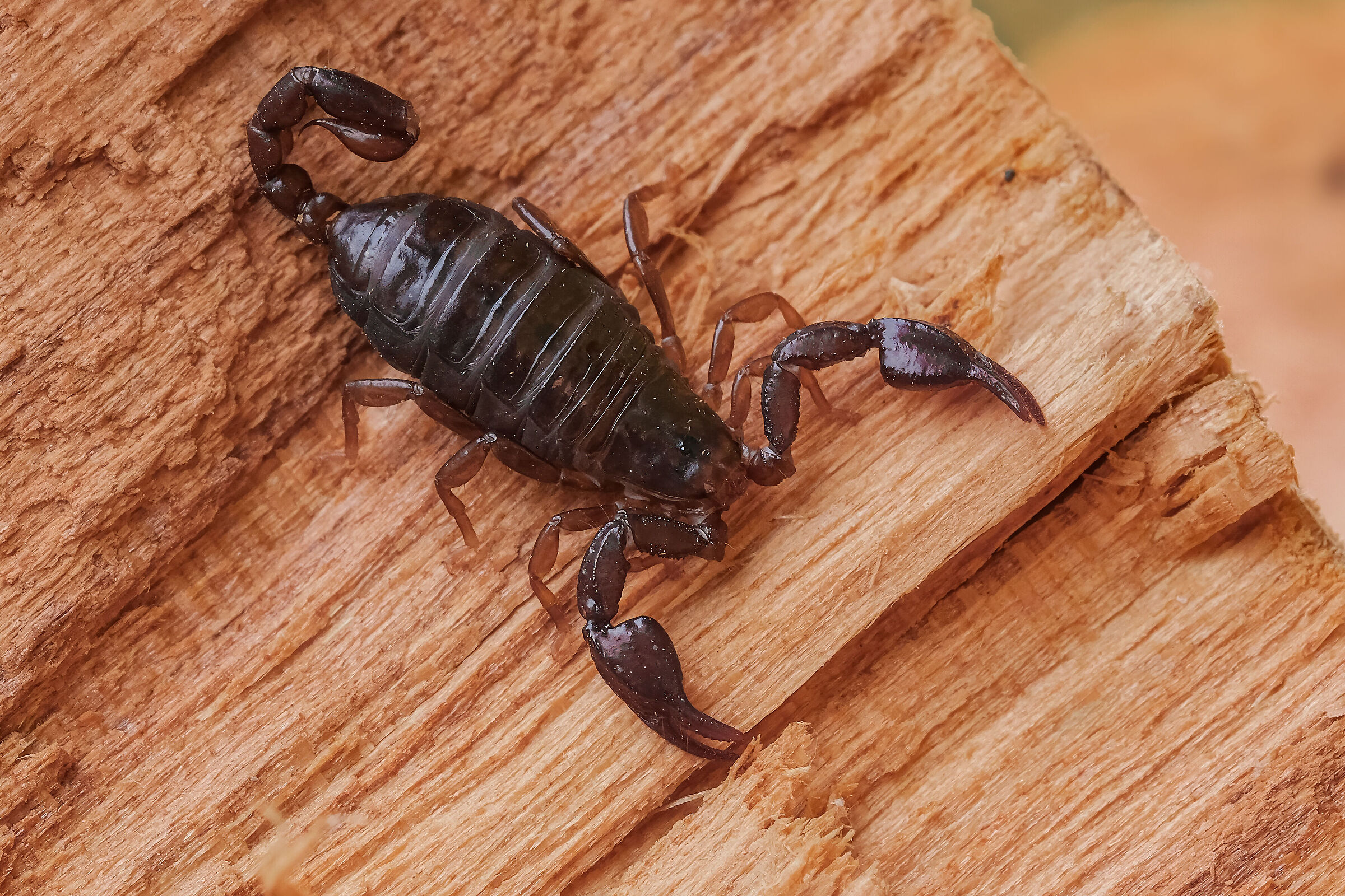Euscorpius carpathicus