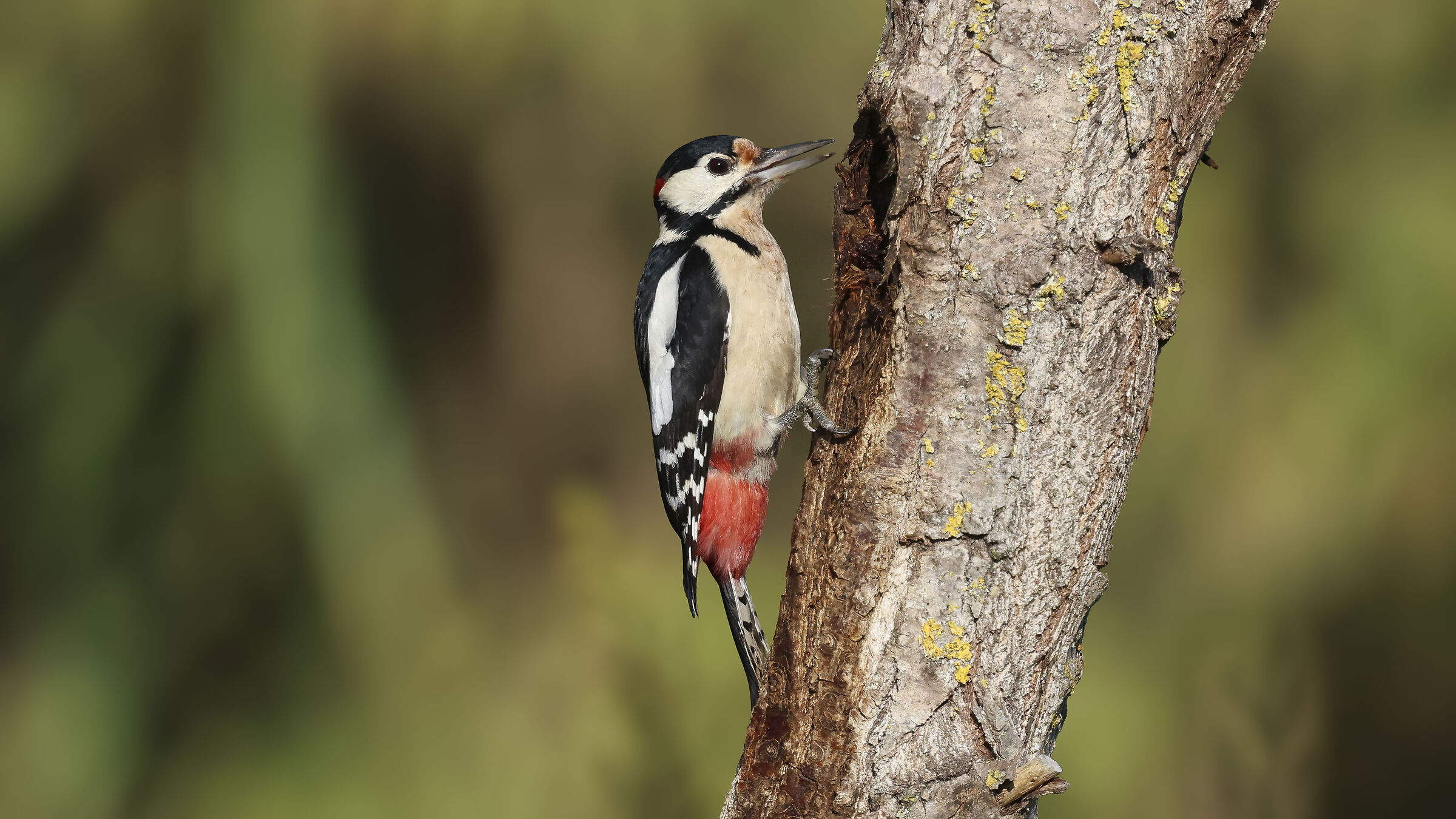 Spotted Woodpecker