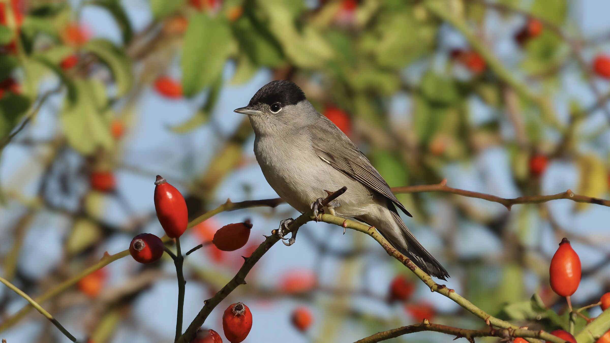 Blackcap in the Rosus