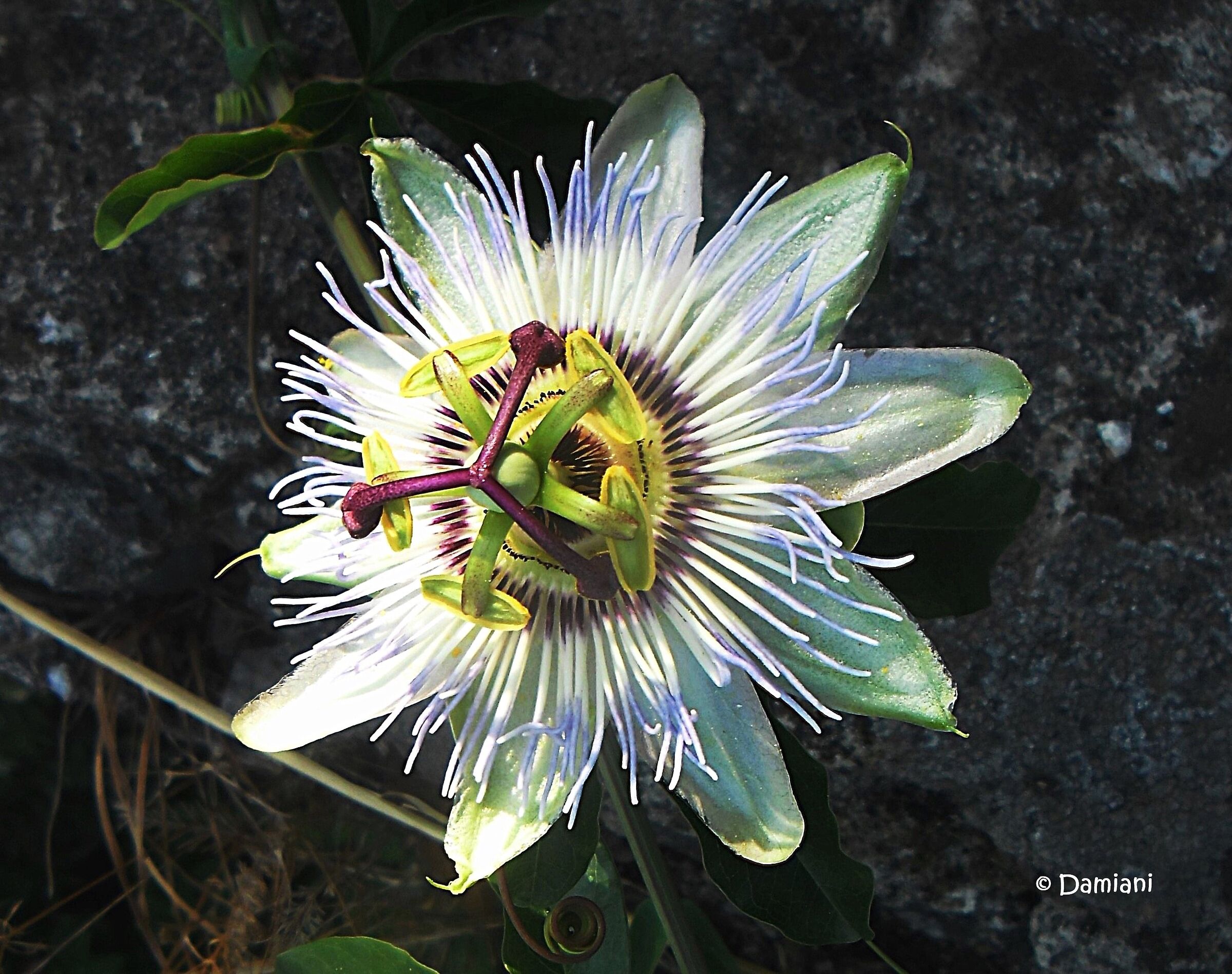 Passiflora