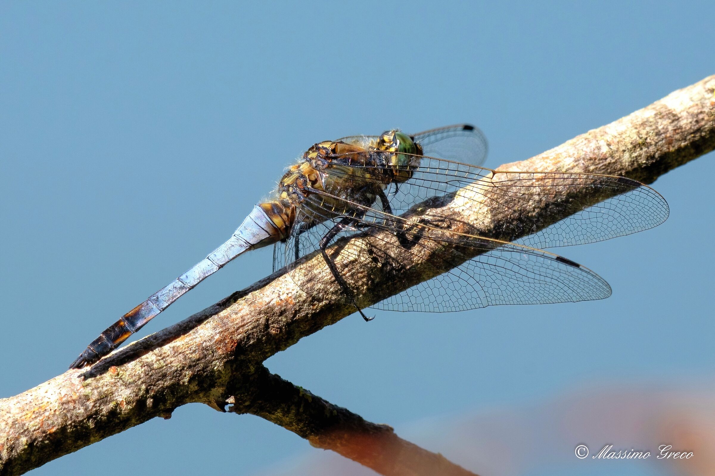 Black-tipped blue arrow (Orthetrum cancellatum)