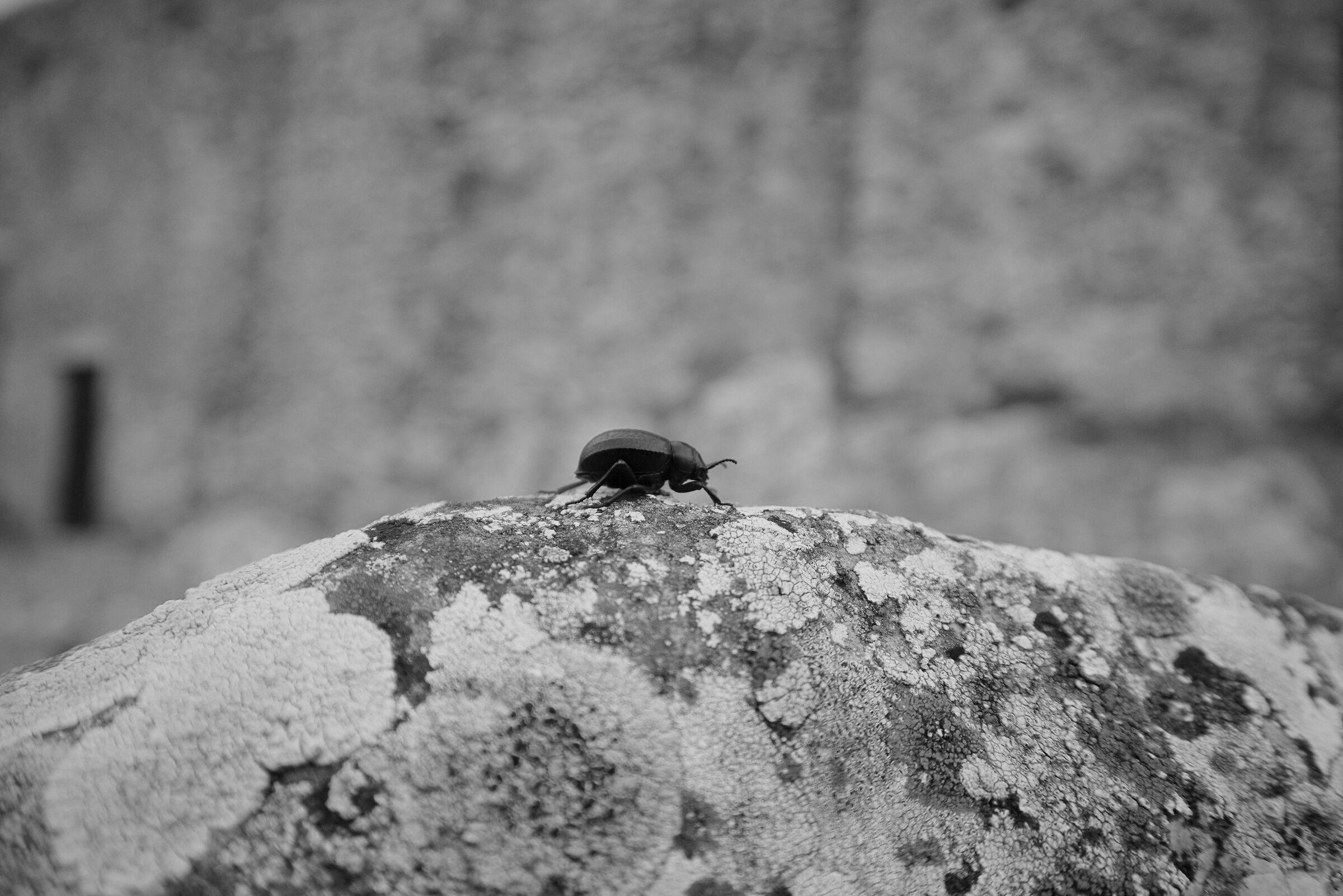Gennarino
