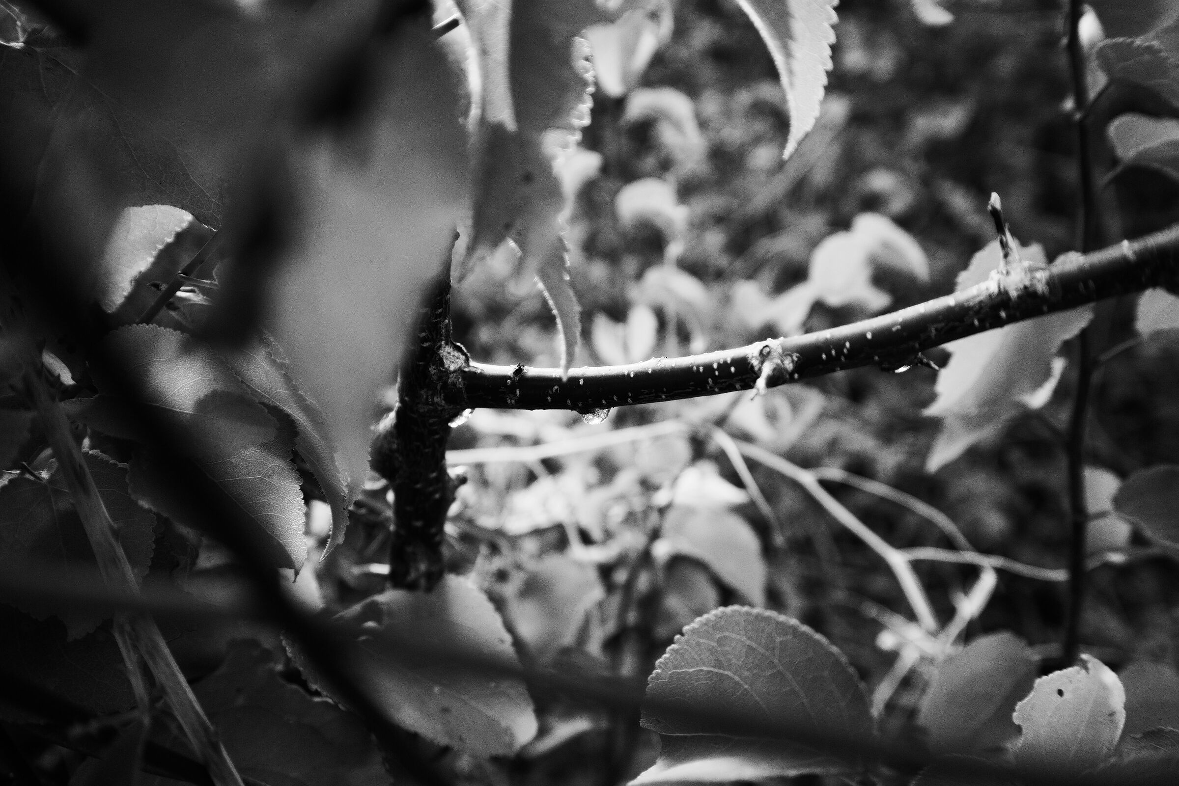 Thorns and dew