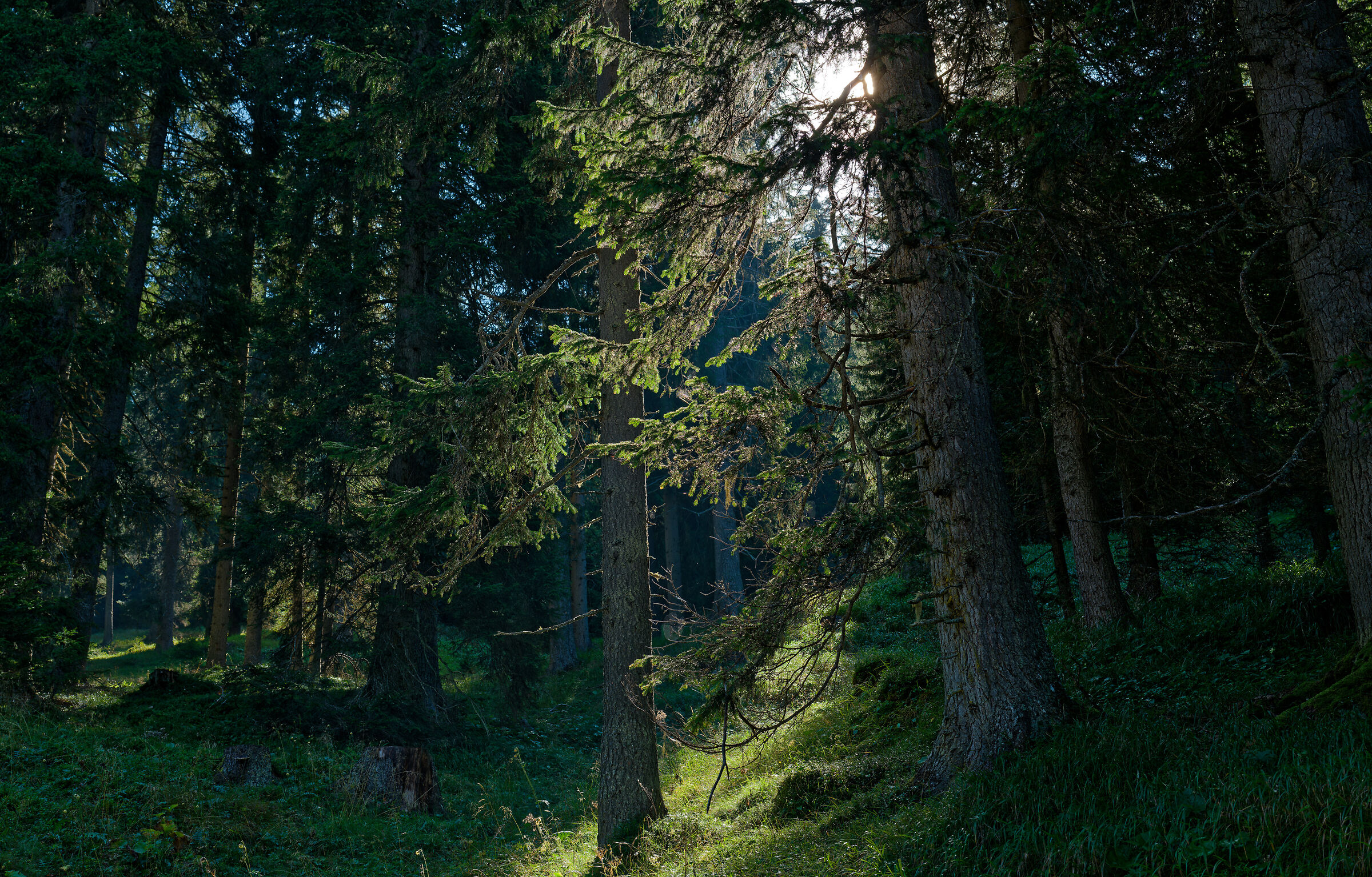 Near the Kaserill Alm