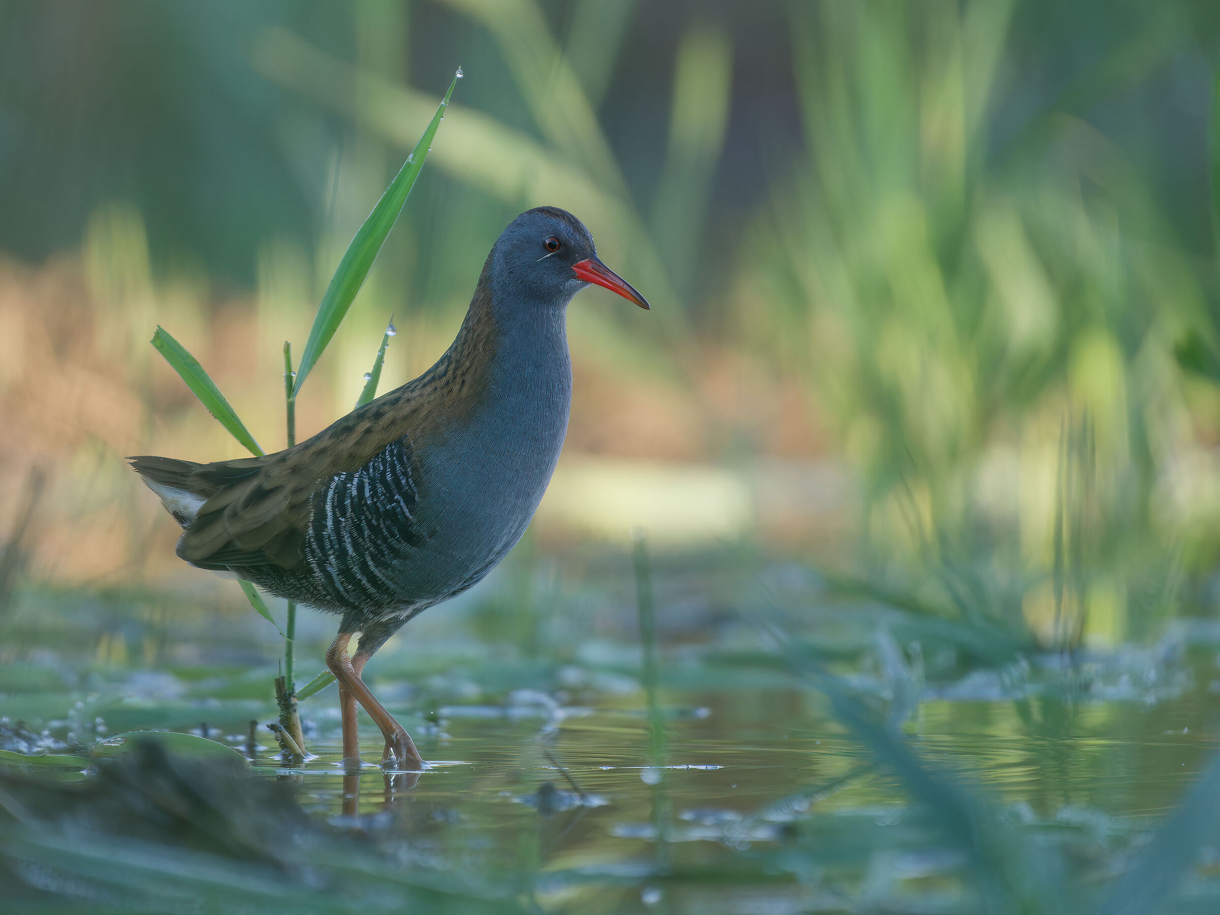 Water rail