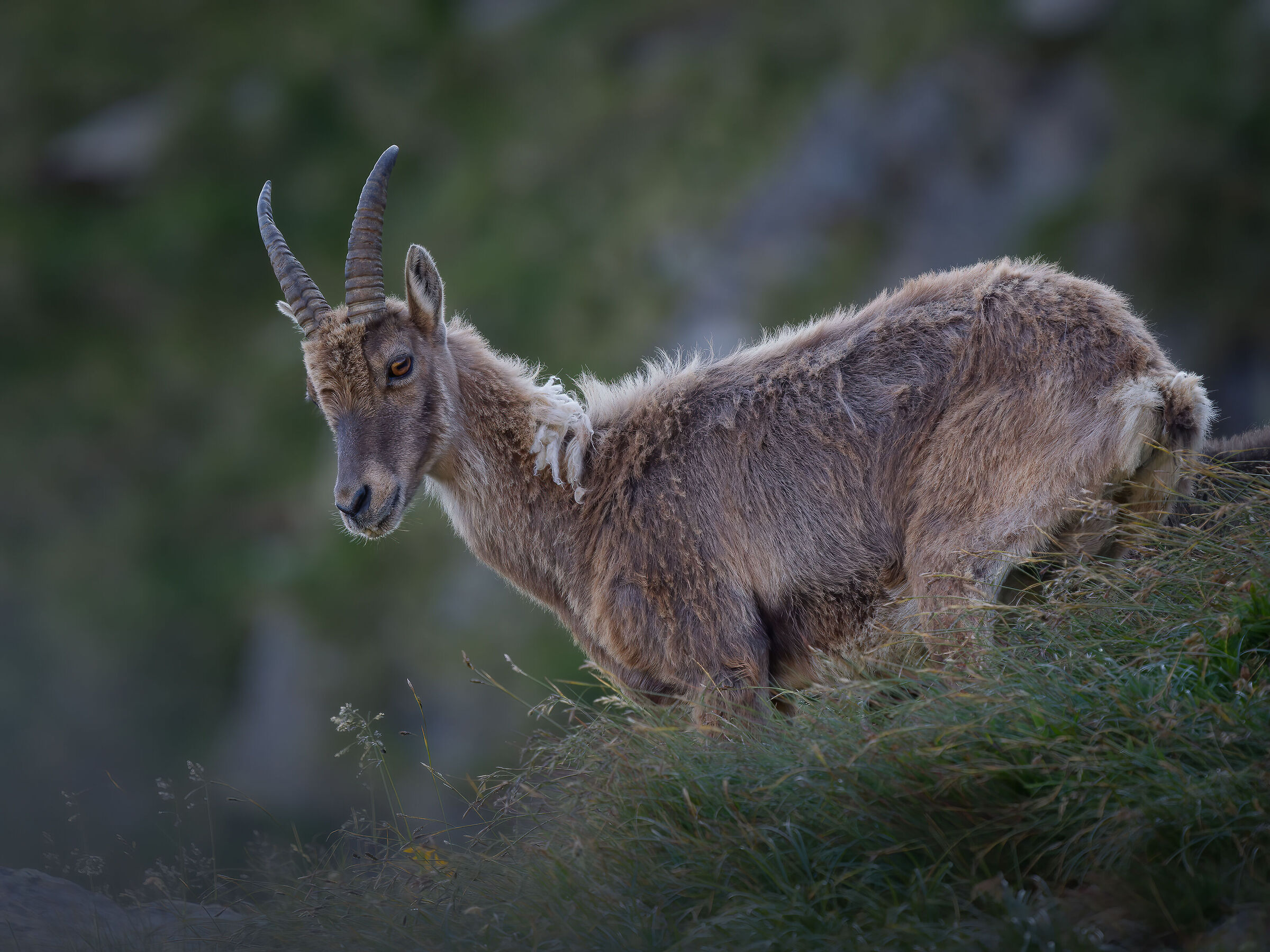 Ibex