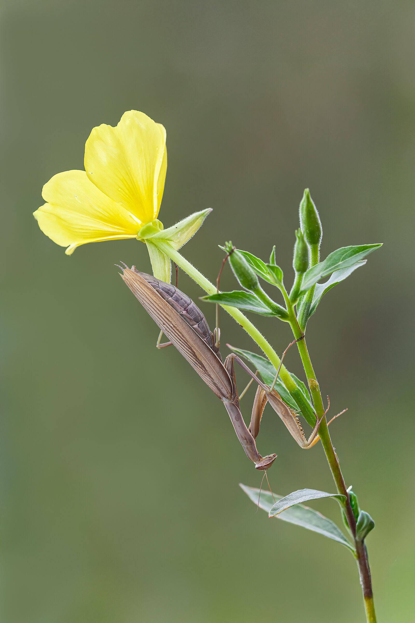 Praying mantis