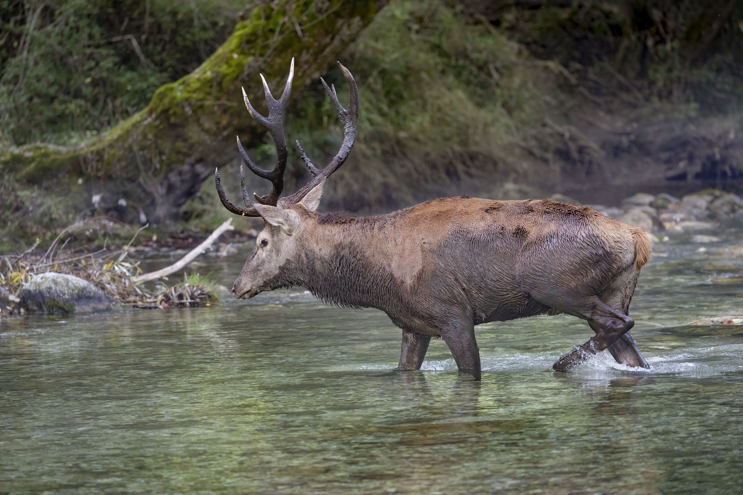 The Ford of the Deer, October 2025