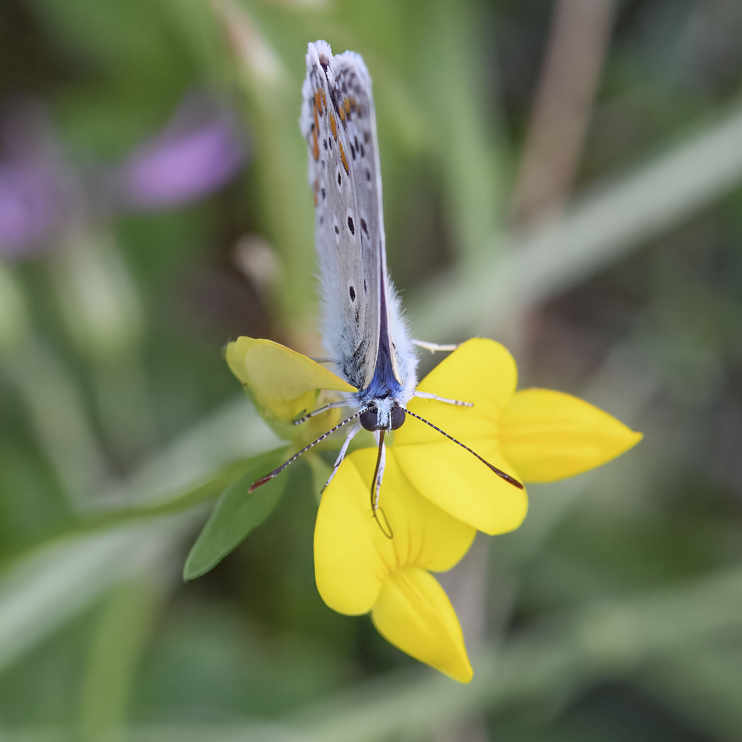 Polyommatus icarus
