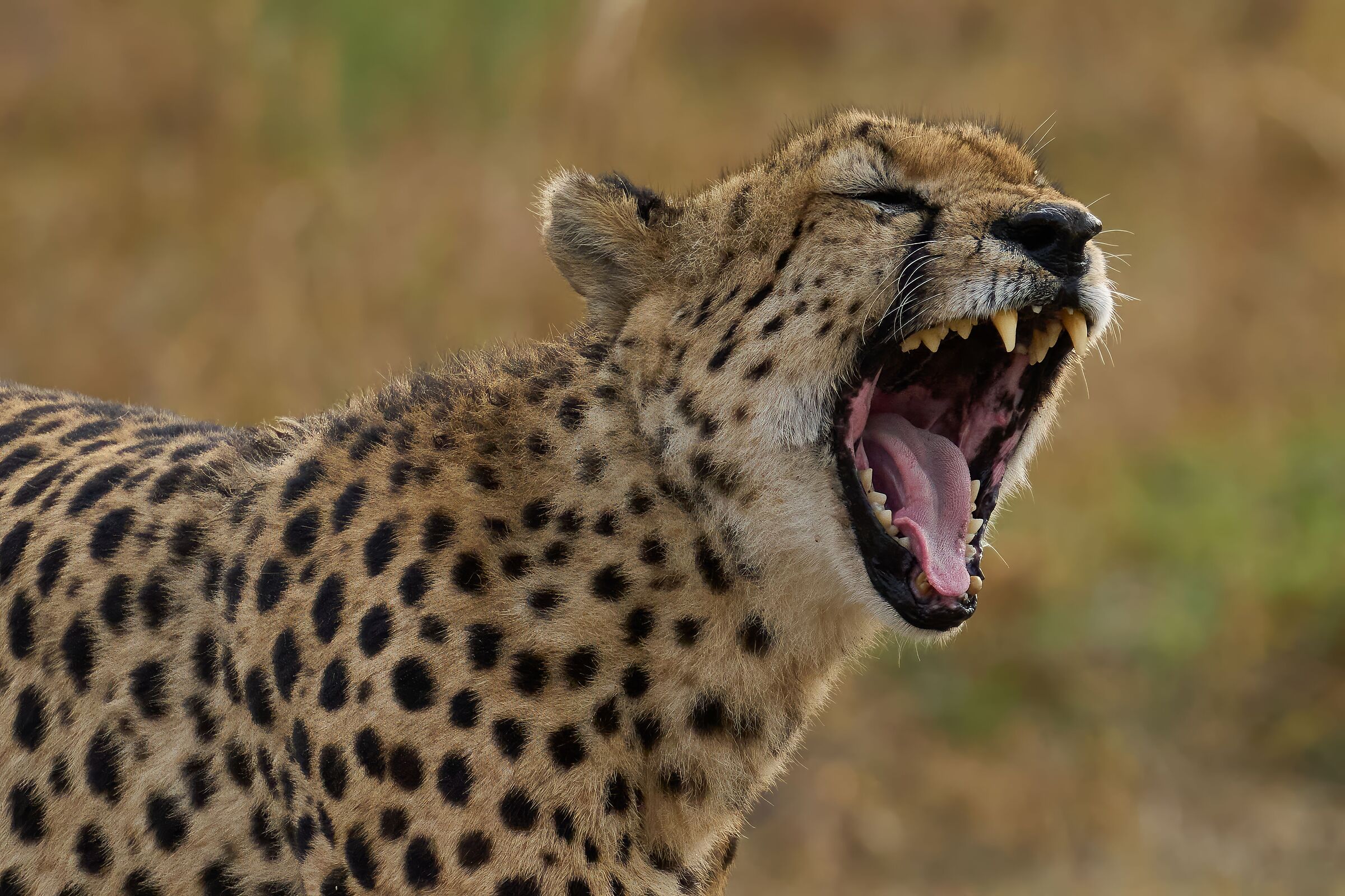 Cheetah (Kenya)