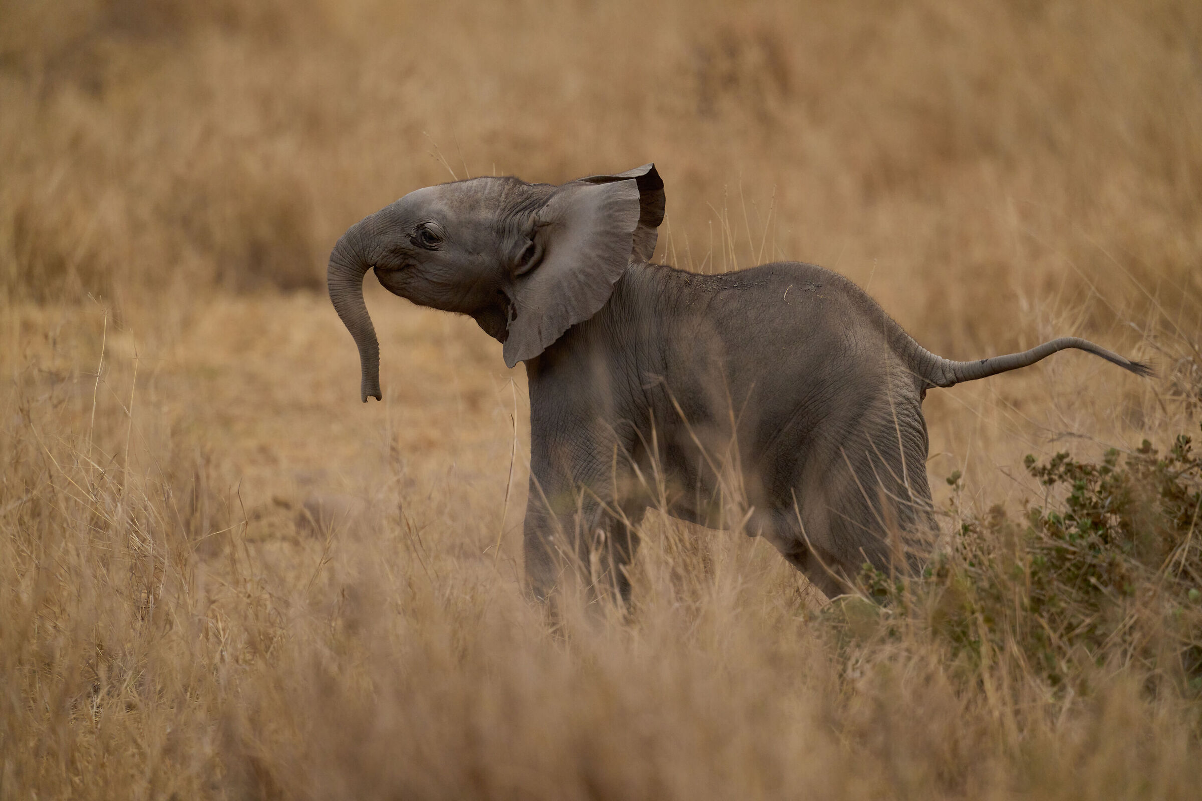 Very young elephant