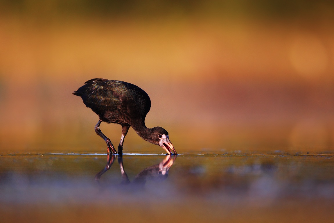 White-faced Ibis, Pantanal