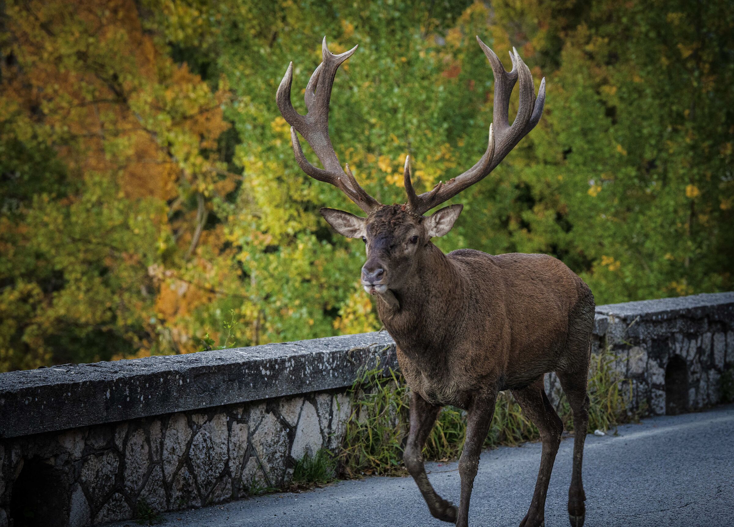 Cervus elaphus on the street