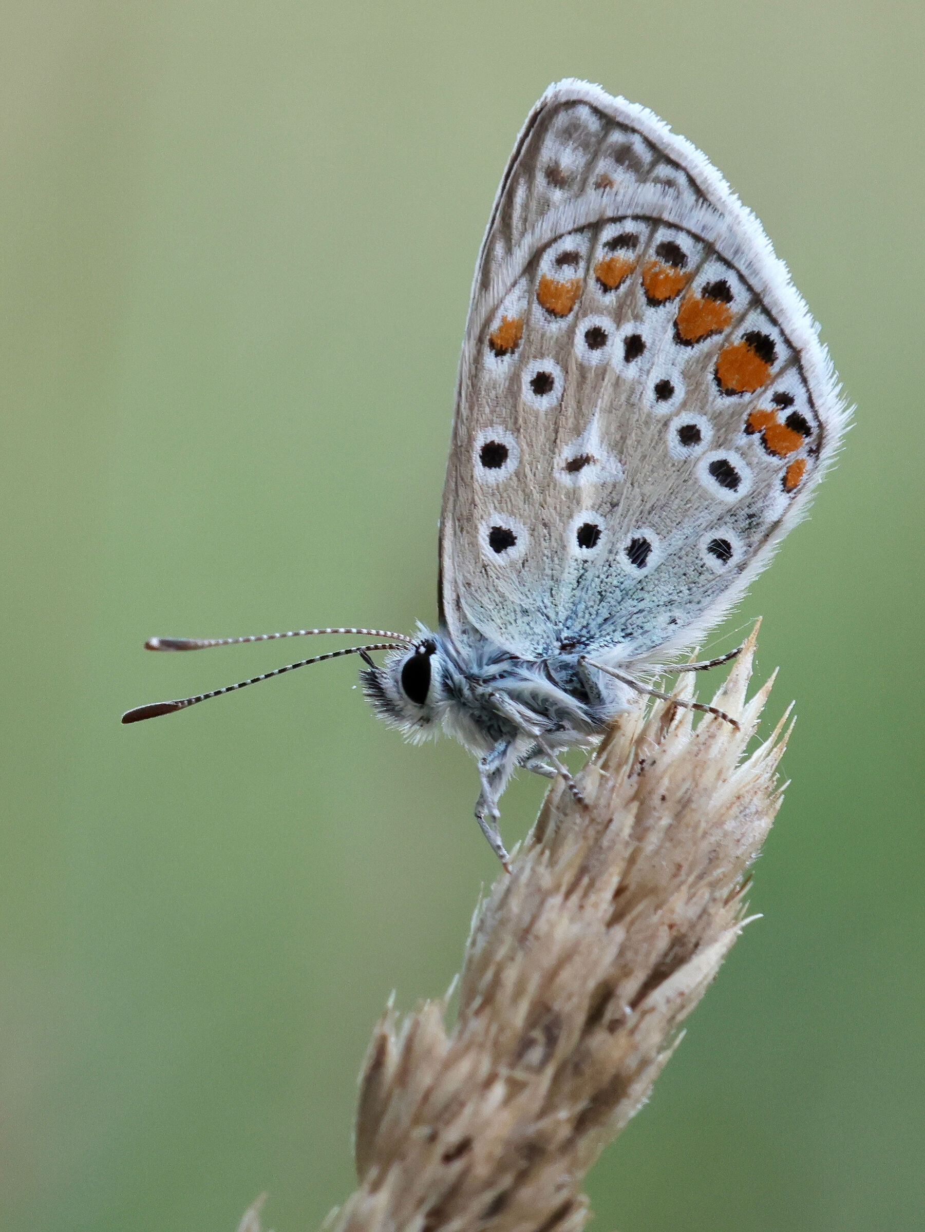Farfalla