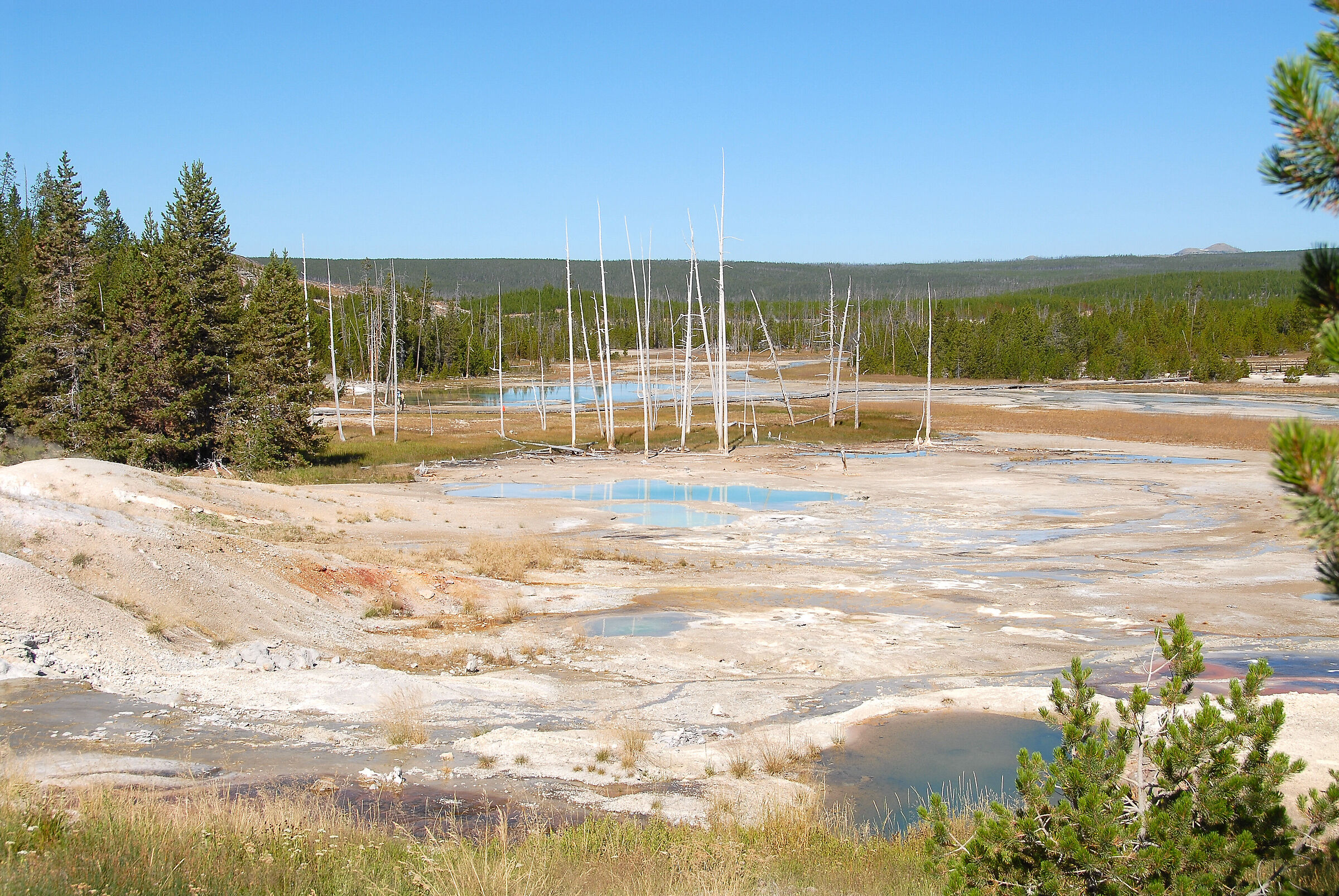 Yellowstone national park