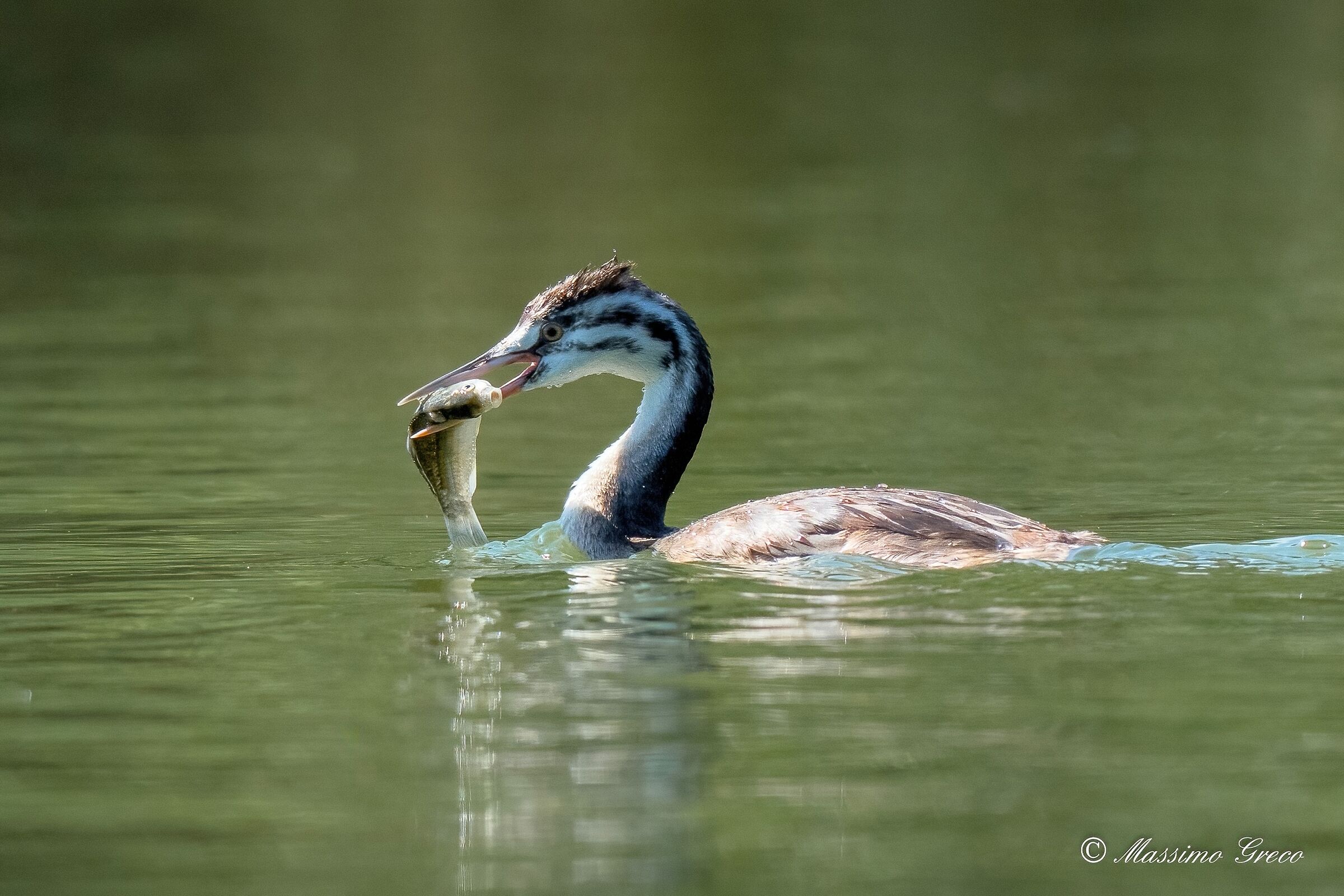 Giovane Svasso maggiore a colazione