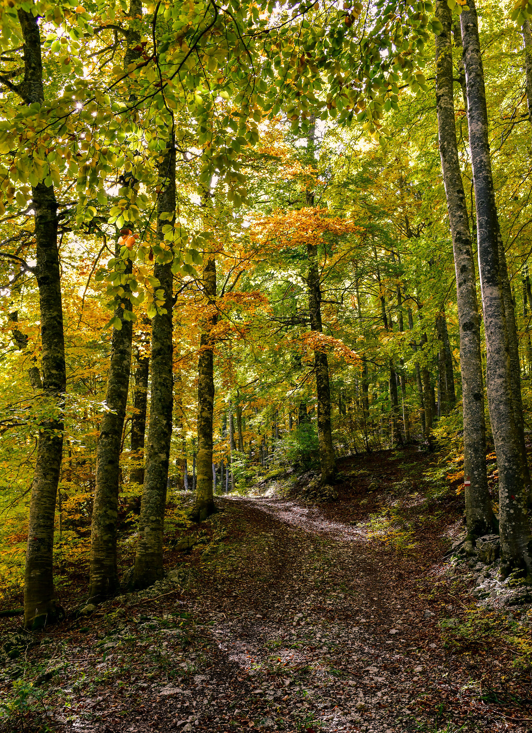Il bosco in autunno