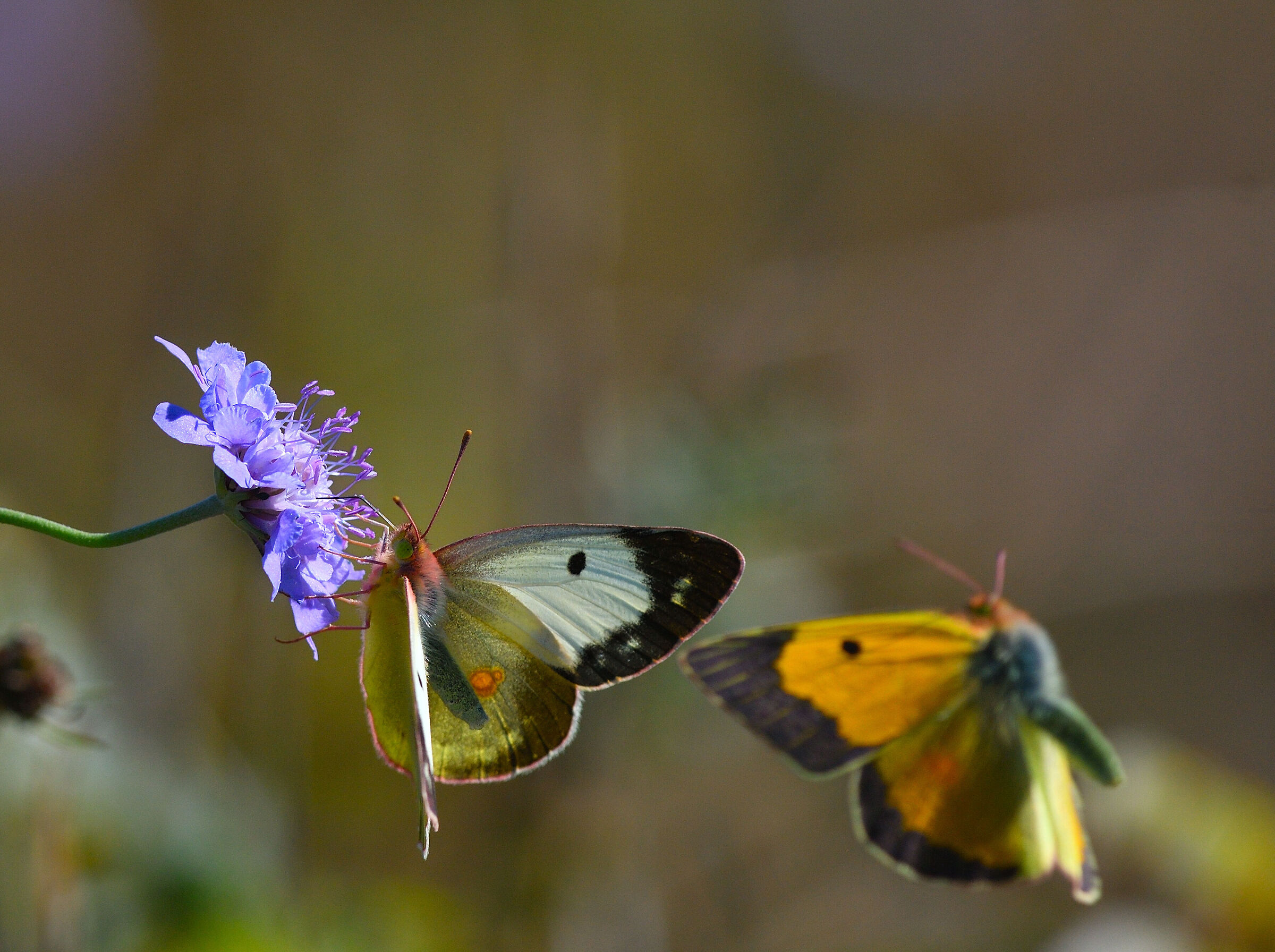 Variants of Colias Crocea