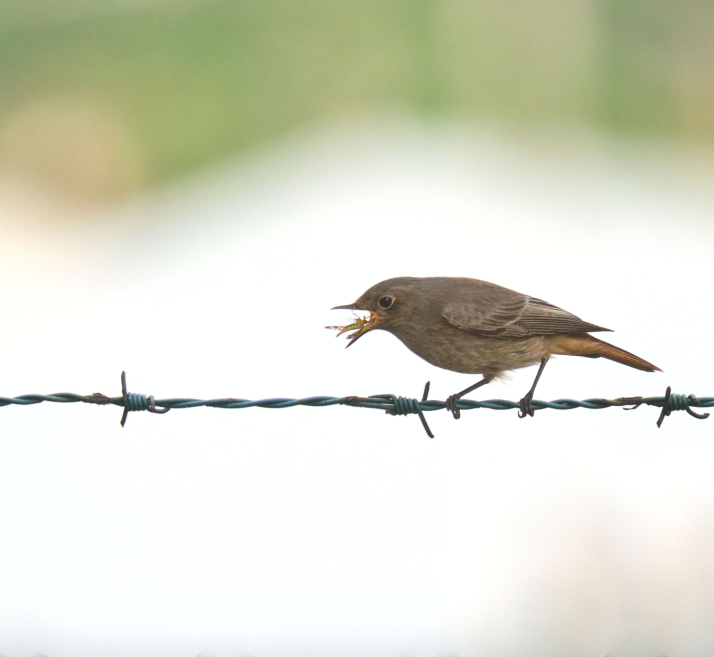 The breakfast of the female chimney sweep redstart.