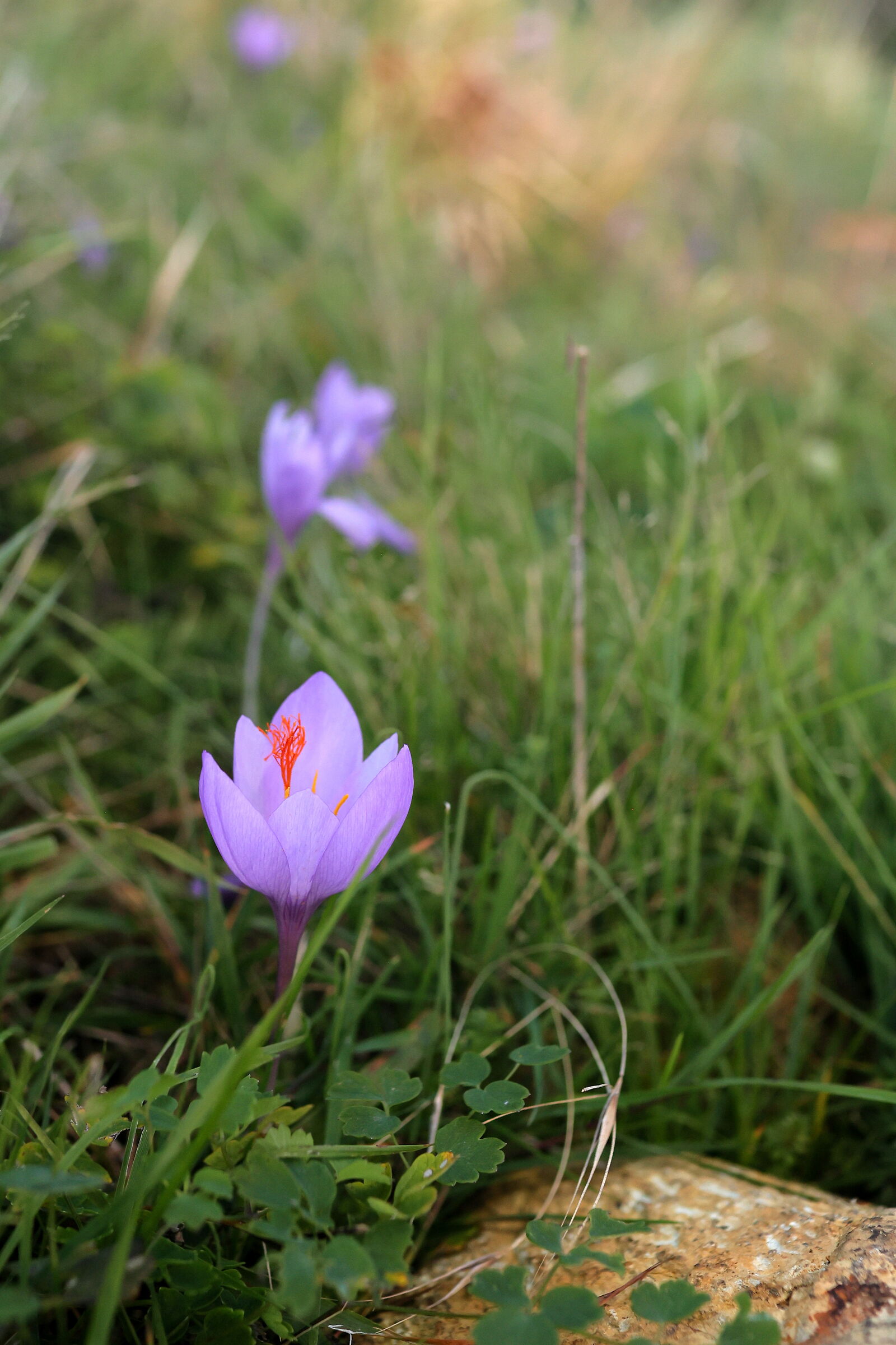 Crocus in fiamme.